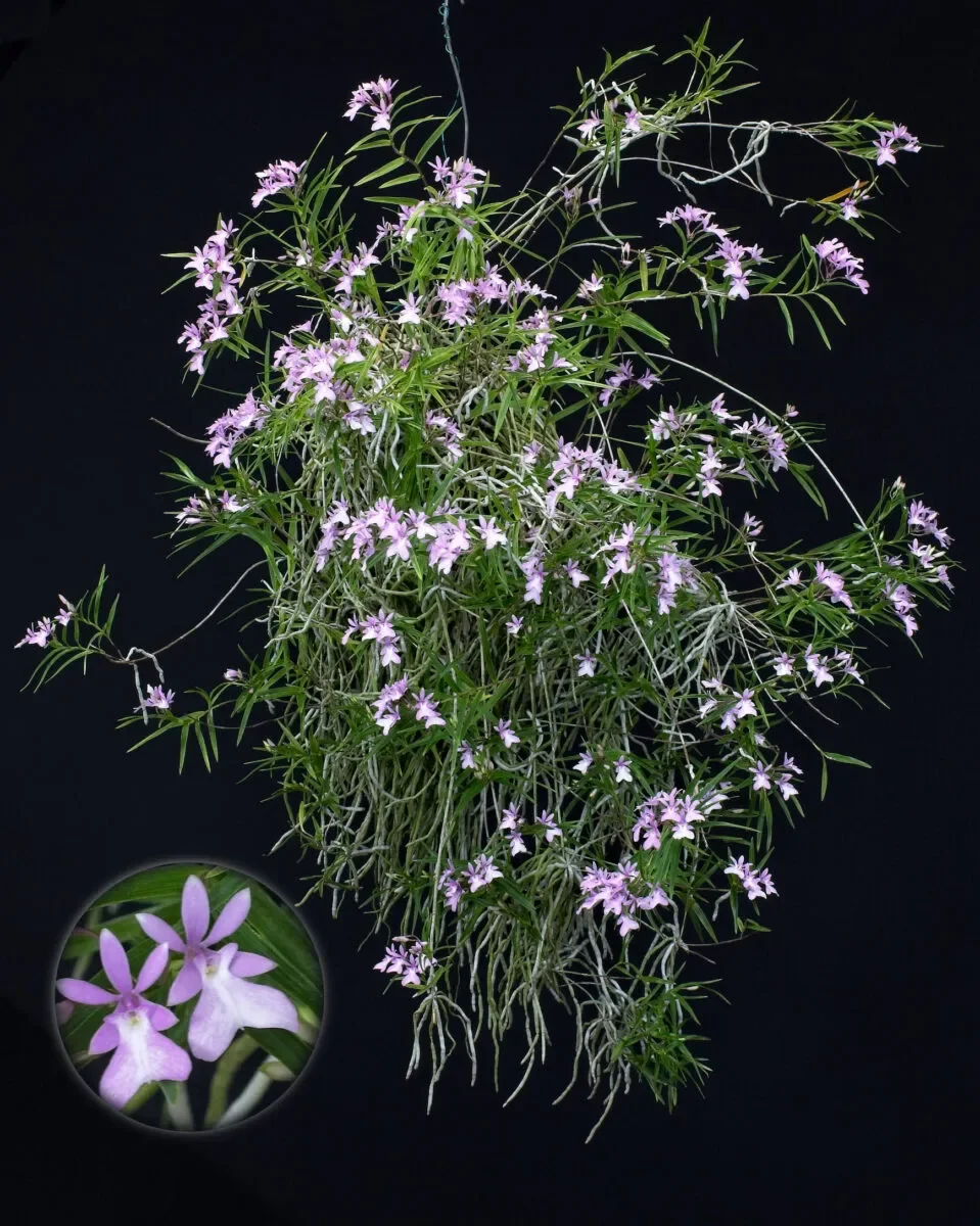 Epi centropetalum 'Sweetie' 
Exhibitor Jan Takamiya
Photographer Melvin Waki
Feb 2026