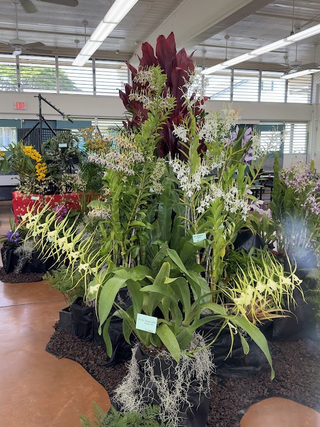 2024 Show: Best Oncidium Brs. Rex 'Waiomao Spotless' FCC AOS HOS 
Exhibitor Calvin Kumano