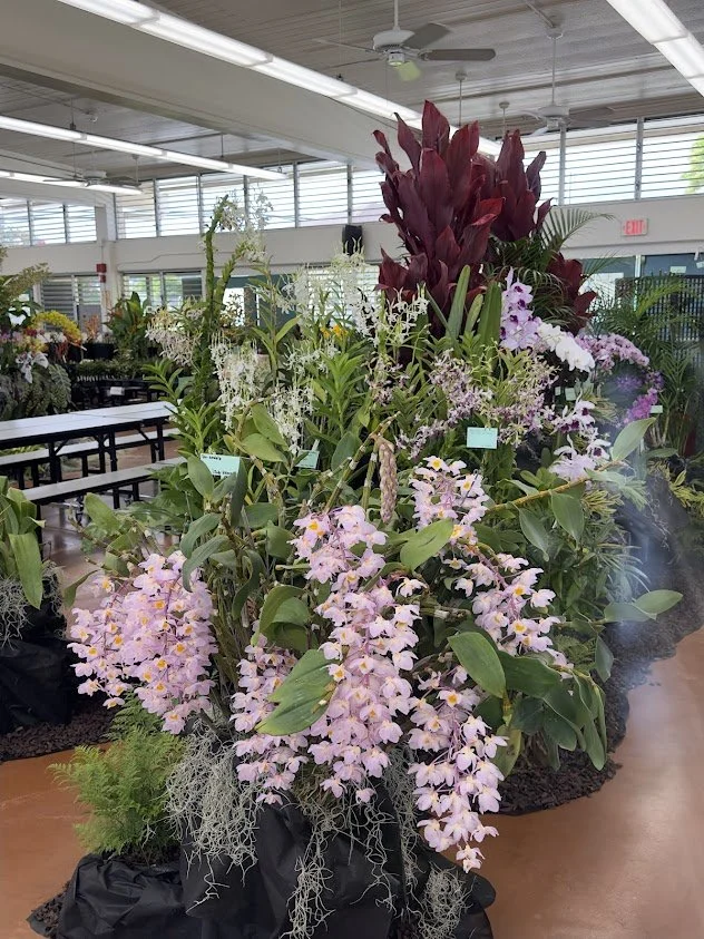 2024 Dendrobium amabile  
Exhibitor George & Judy Hidano