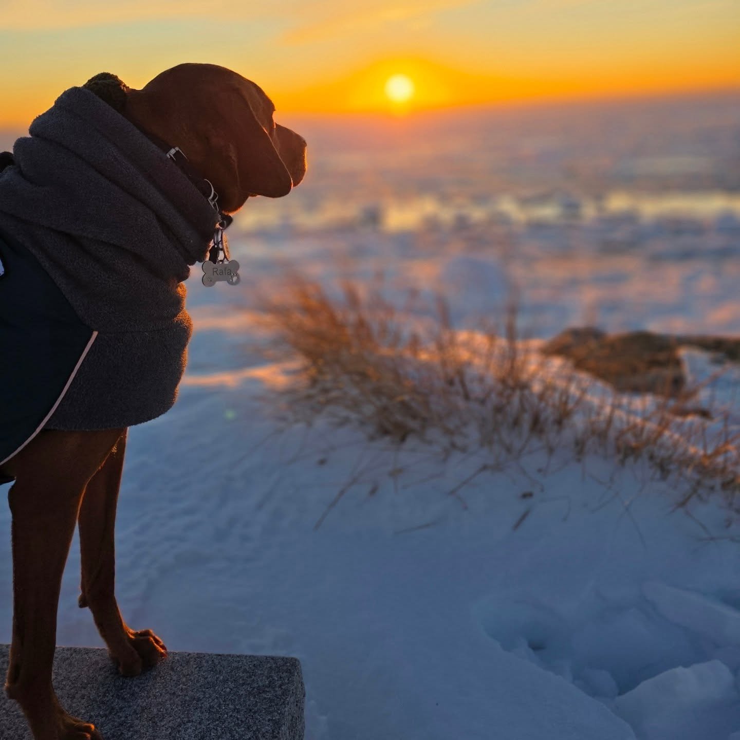Cape Cod beaches turned into Alaska ❄️ 🧊 
📸 Chappy Beach with your favorite therapy dog @rafathevizsla 
www.Jerapy.com 🎶 
Jerapy -> streaming everywhere original music that I write and perform inspiring Hope &amp; Healing 😌

#capecod 
#capecod