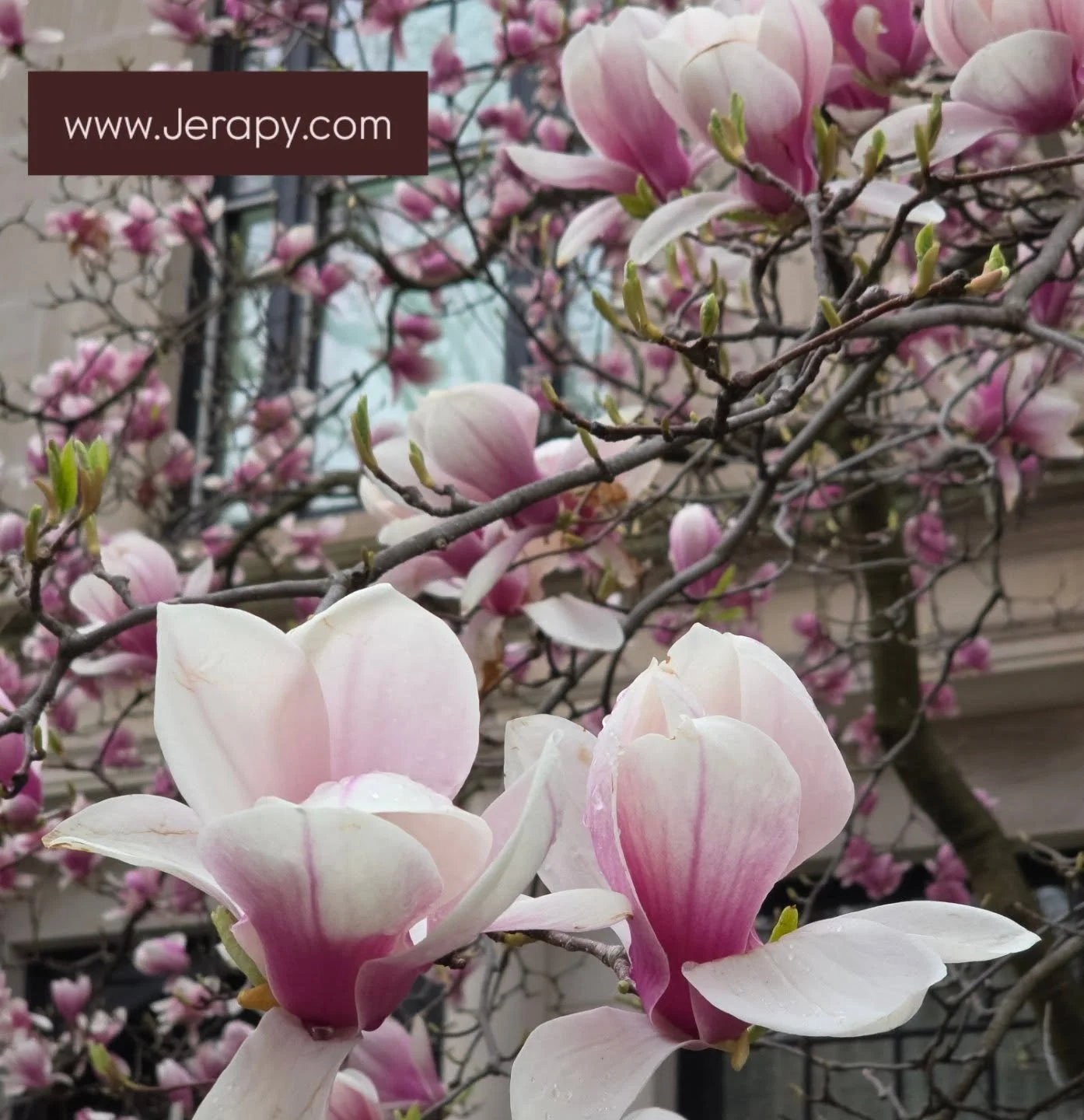 How soothing is this harmonica arrangement by the incredible Shane Sager @chewysager I couldn't ask for a better addition to this very meaningful Jerapy song 🙏🎶👌 www.Jerapy.com
Produced by the man @mikemiduramusic
@cybersoundrecordingstudios

Phot