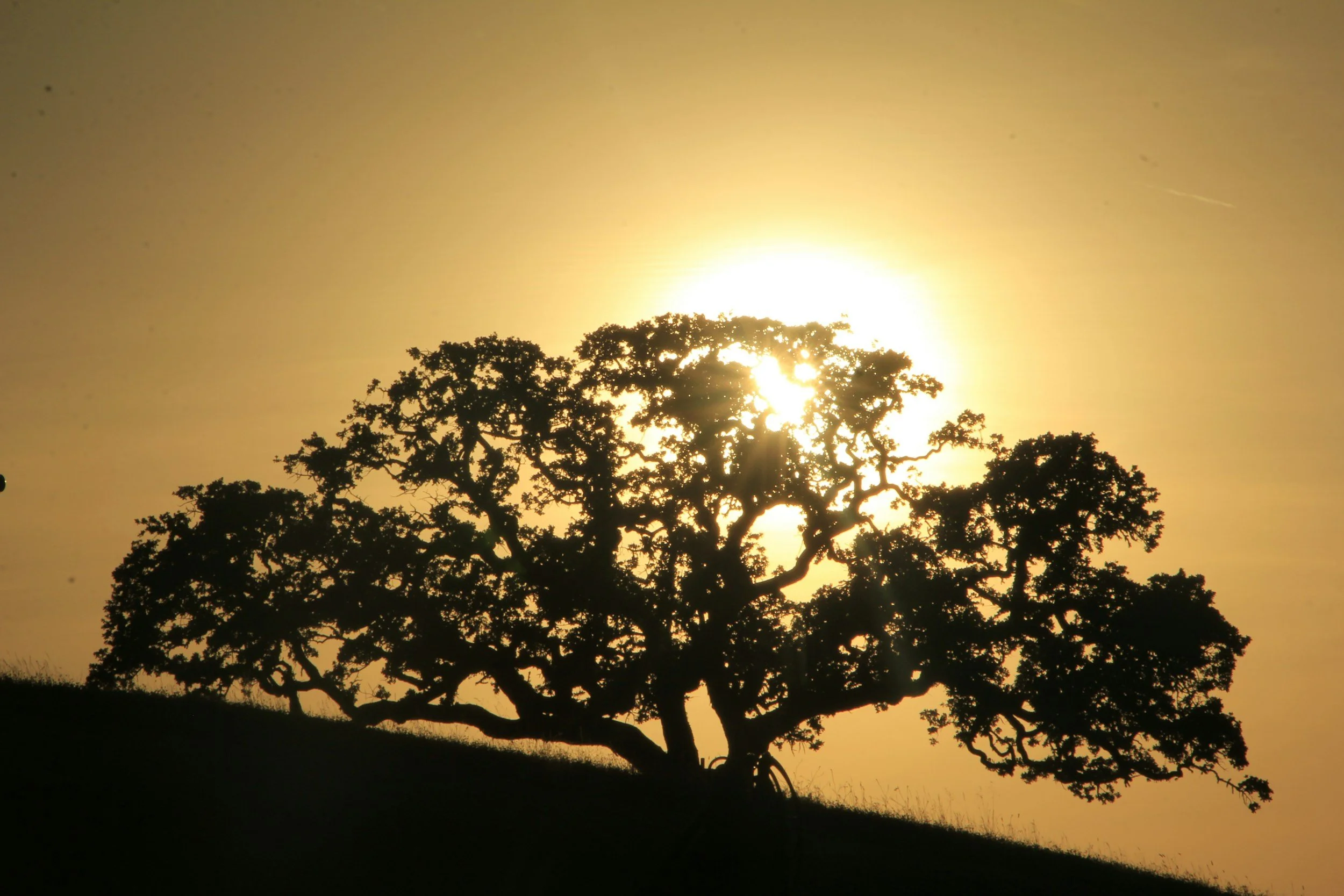 From Resiliency to Grit to Contentment