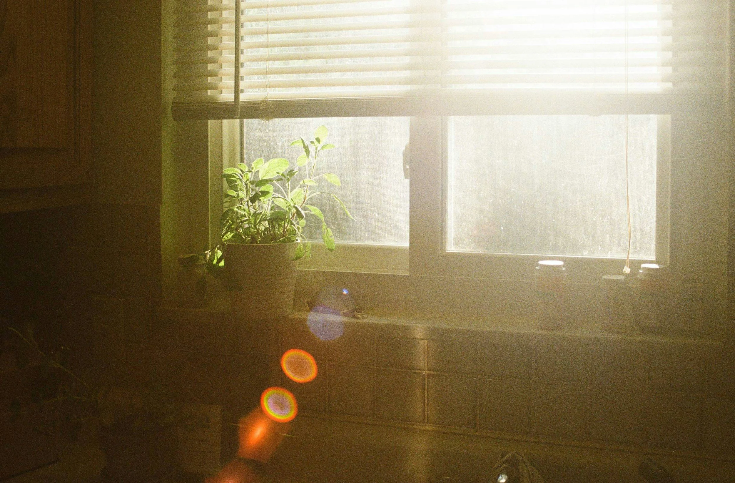 Sunlight streaming through a window with blinds, illuminating a potted plant on the windowsill, with lens flare and dust particles visible in the light.