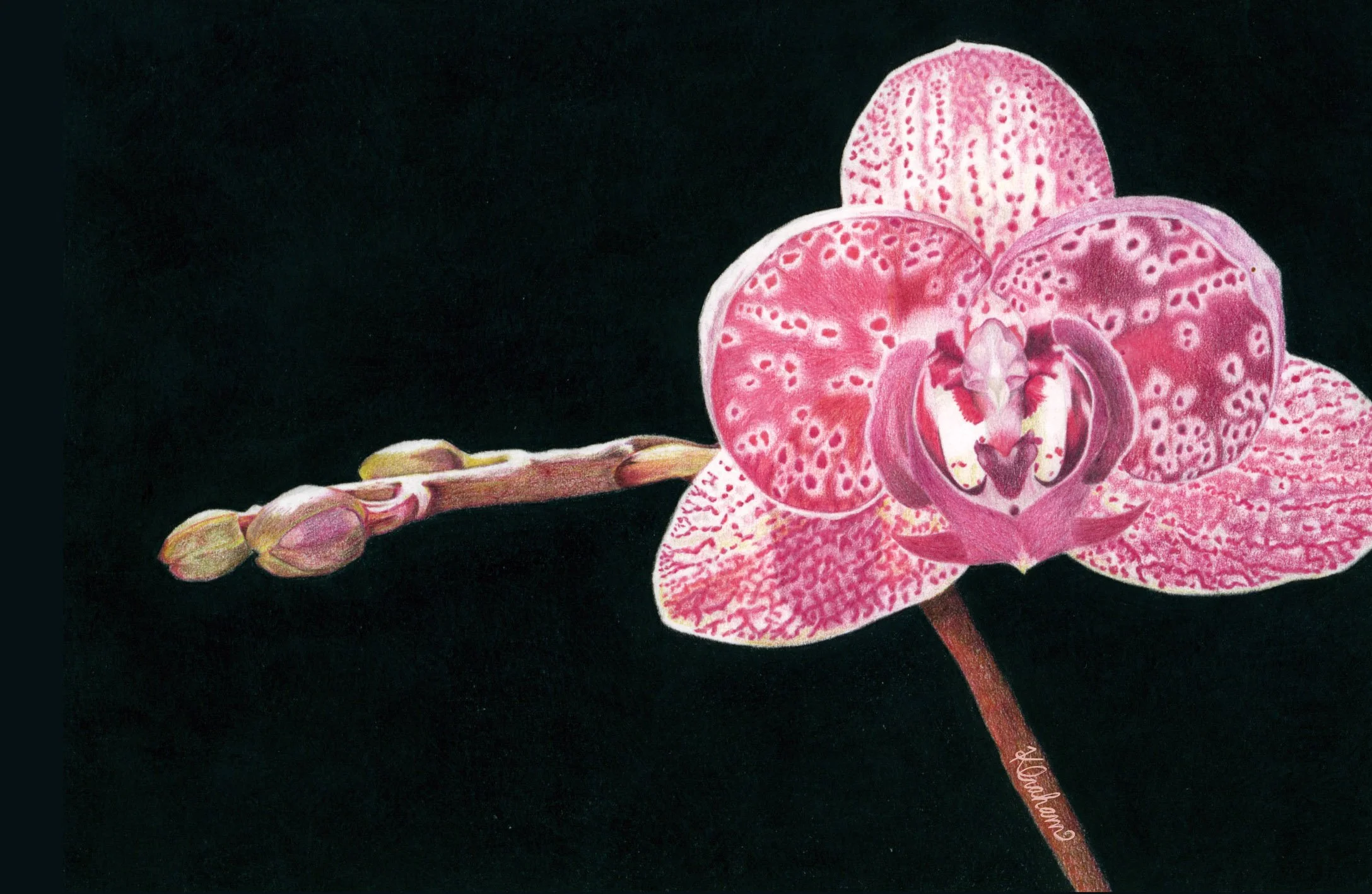 Orchid