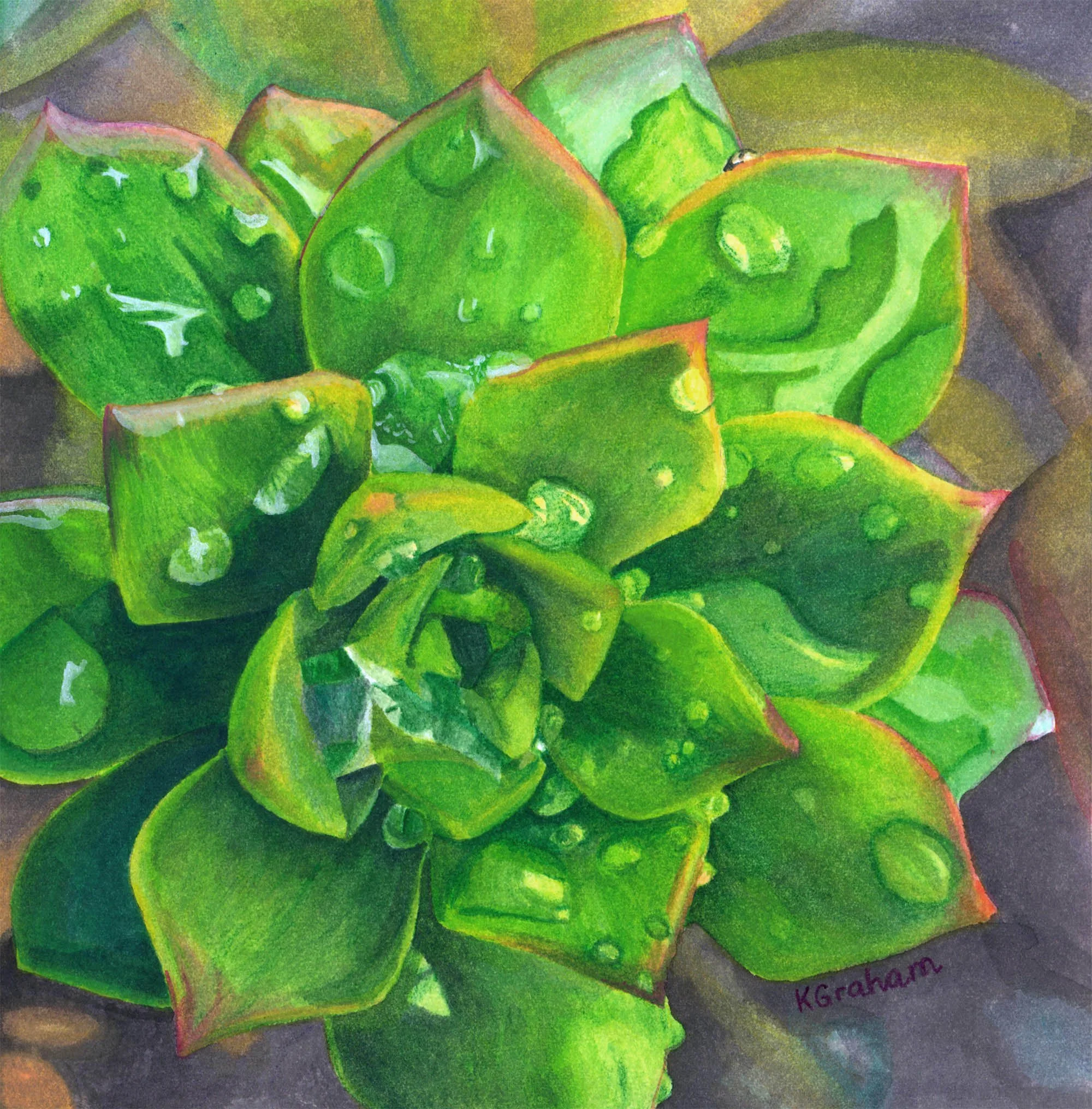 Succulent