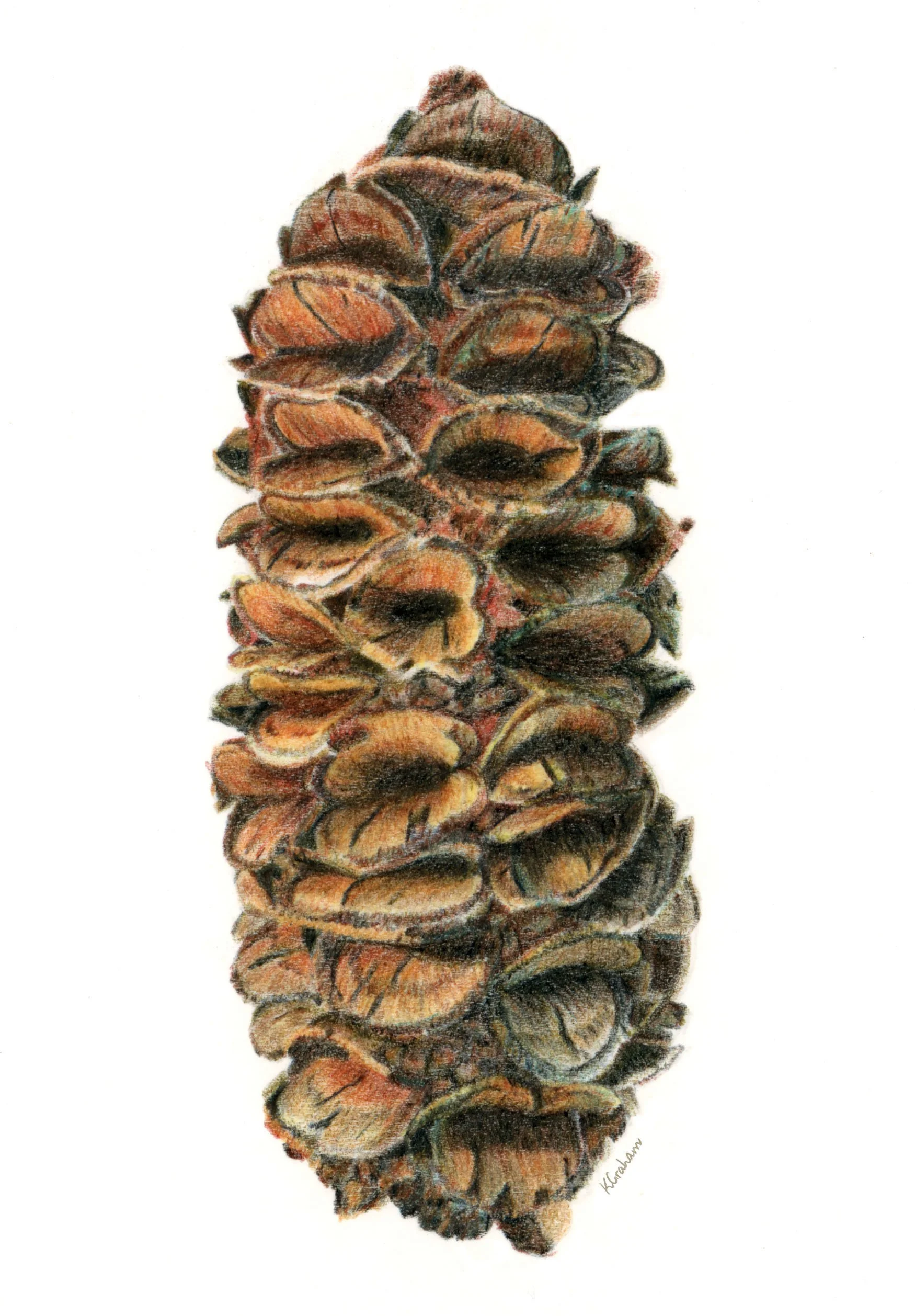 Banksia