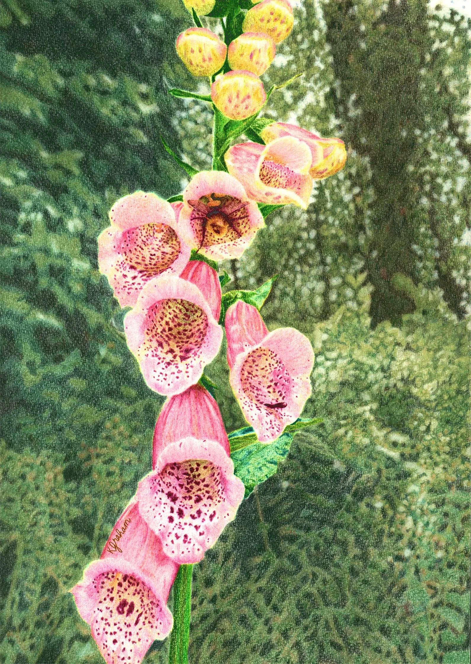 Foxgloves
