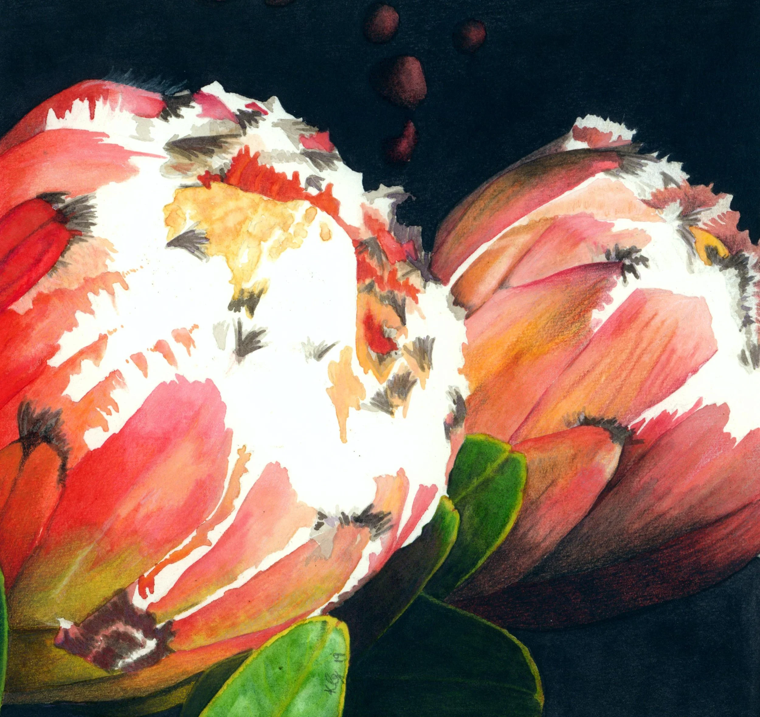Proteas