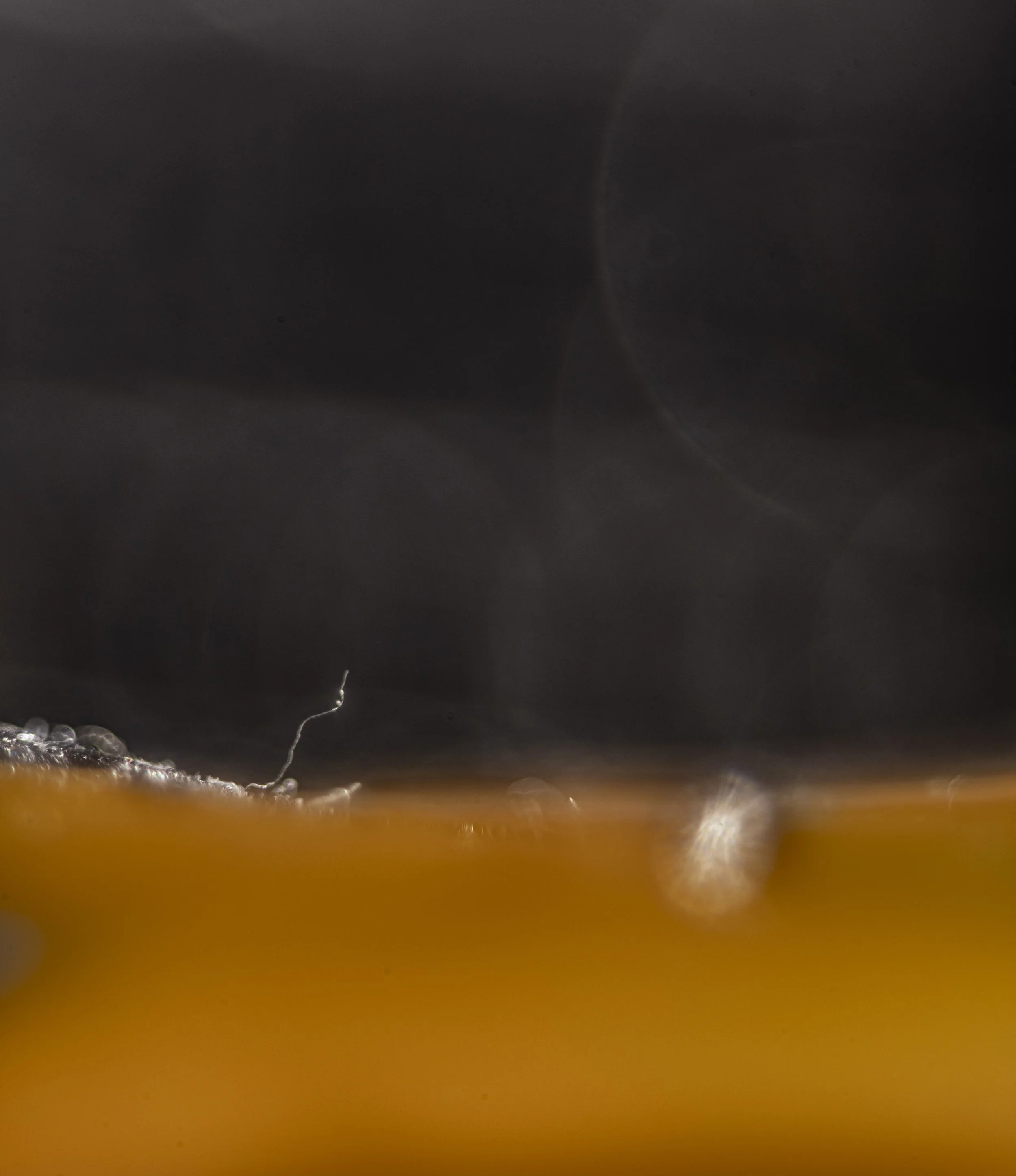 TBW.STEIN.12.12.25-1509 copy.jpg