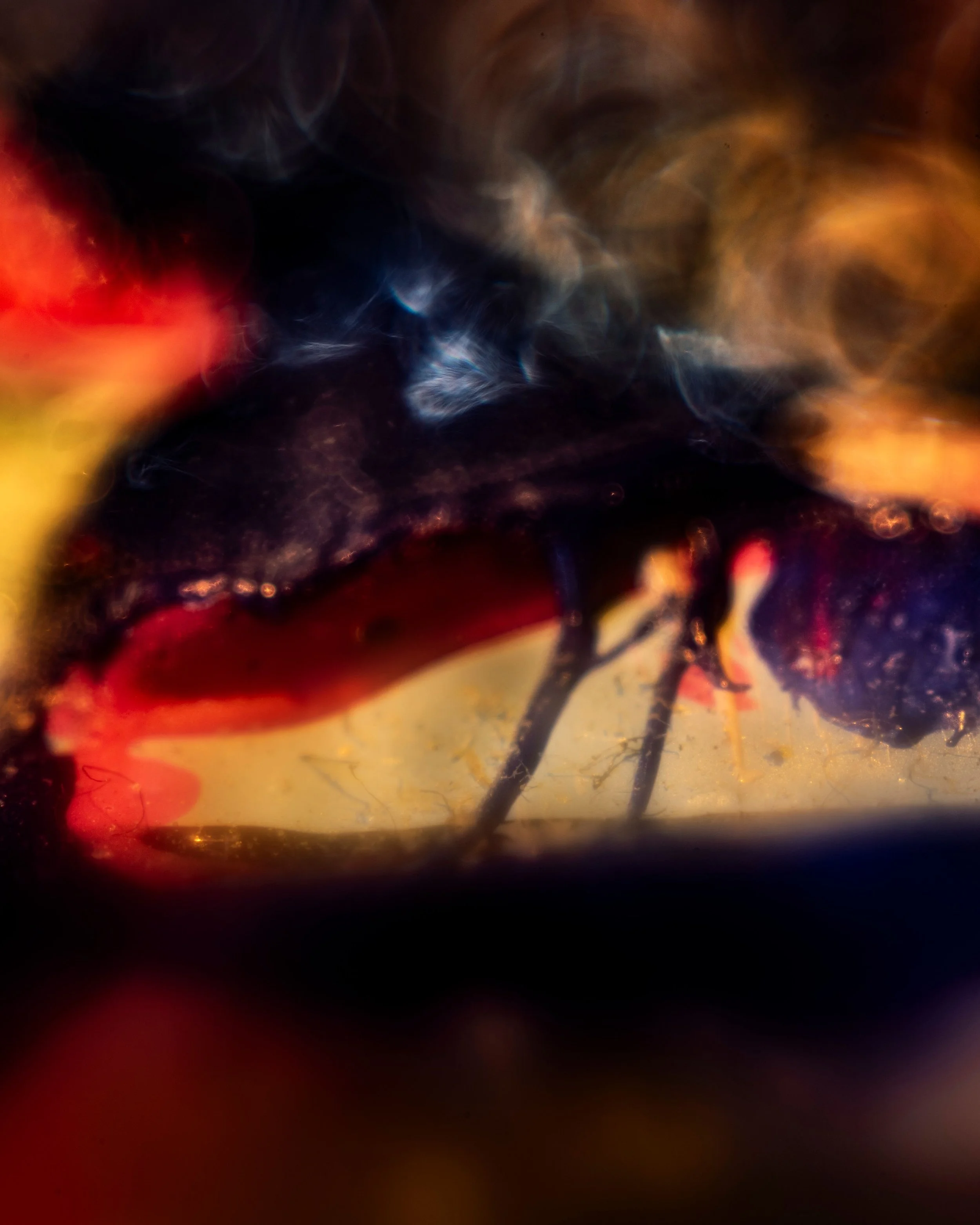 Scary Monsters & Others