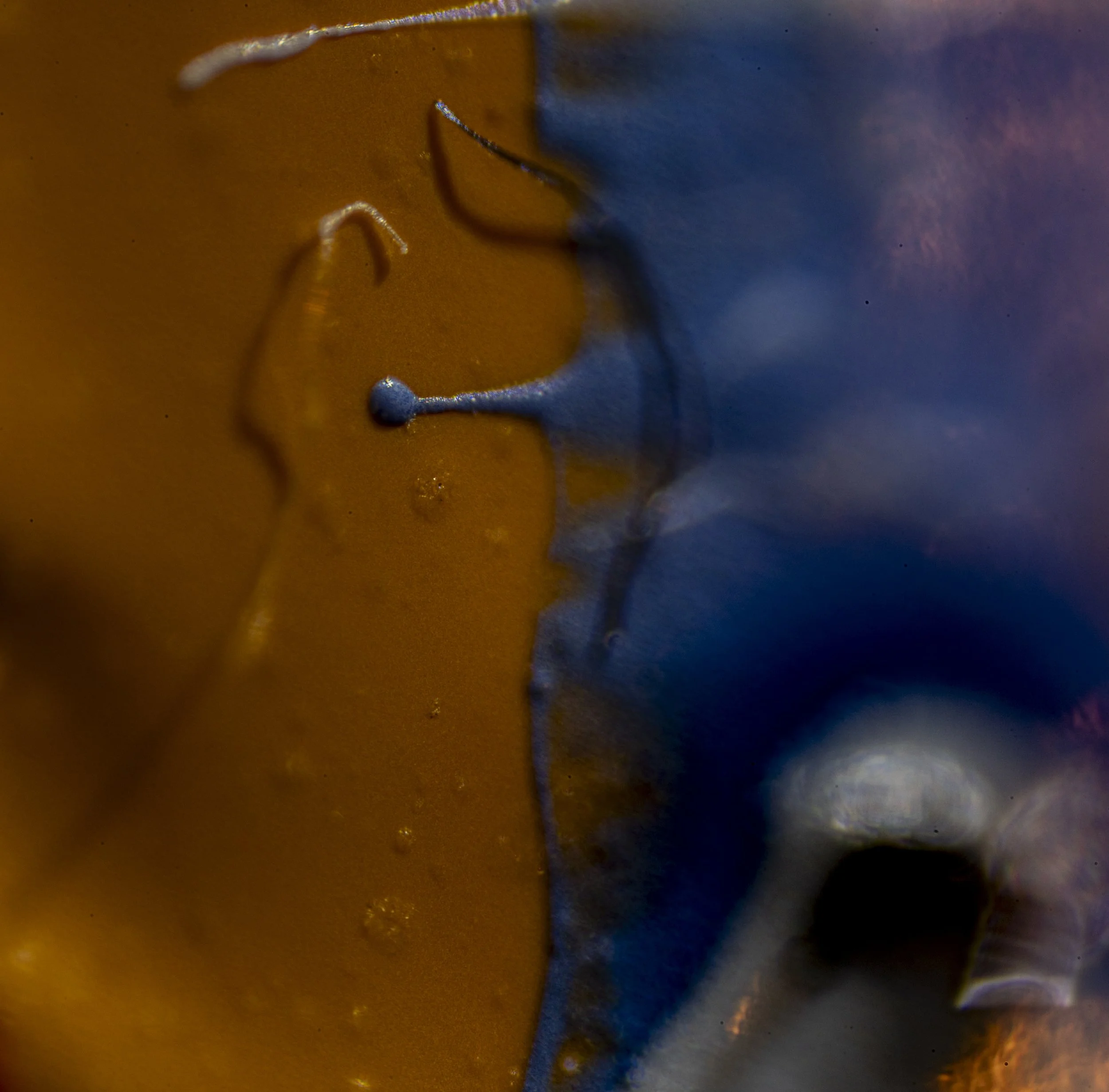 TBW.MICRO.11.26.25-12151 copy.jpg