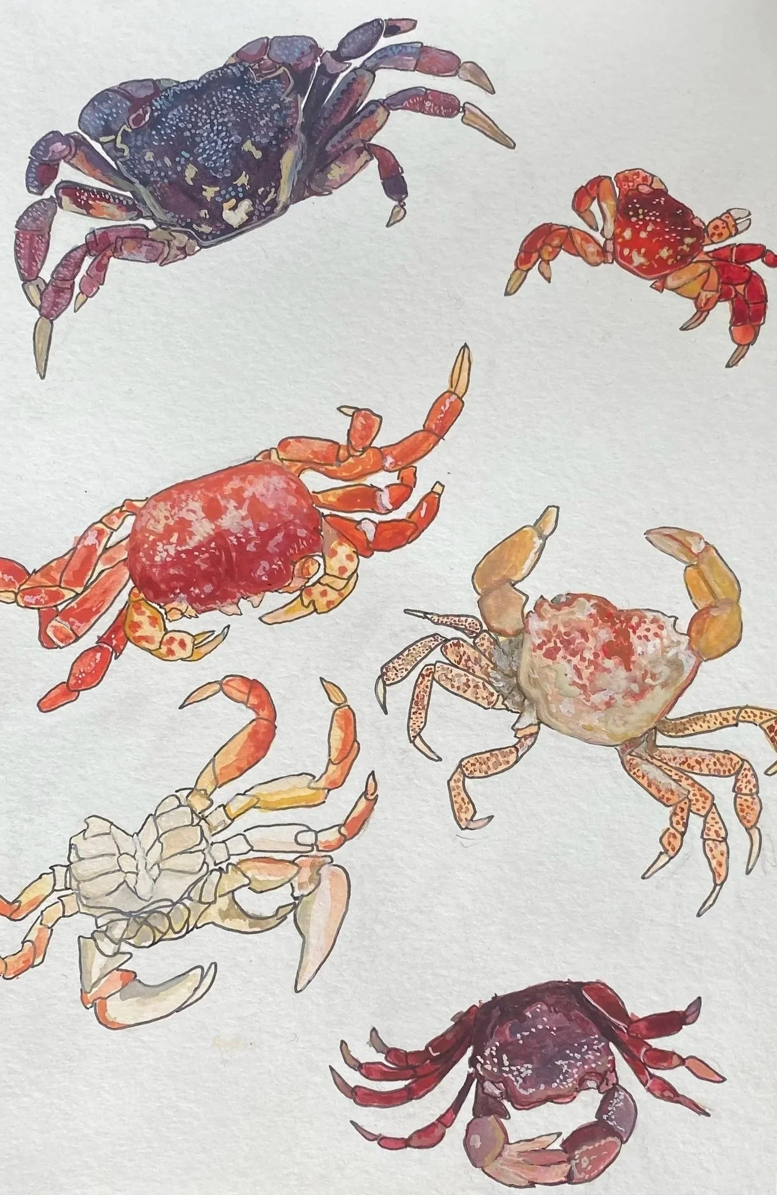 Illustration of various crabs with different colors and patterns on a white background.