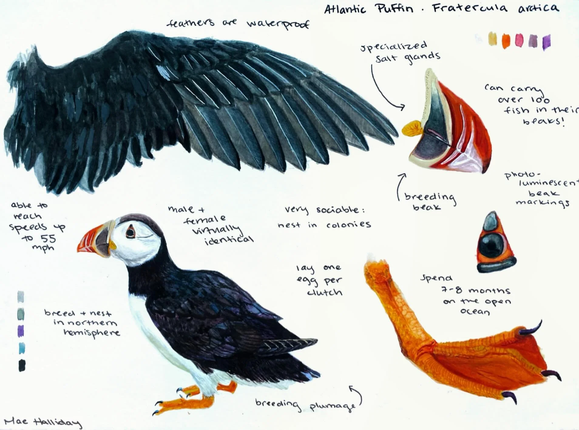 Puffin study inspired by @mainecoastislands . Gearing up for a new seabird project, and I can&rsquo;t wait!

#ornithology #birdart #watercolor #watercolorart
