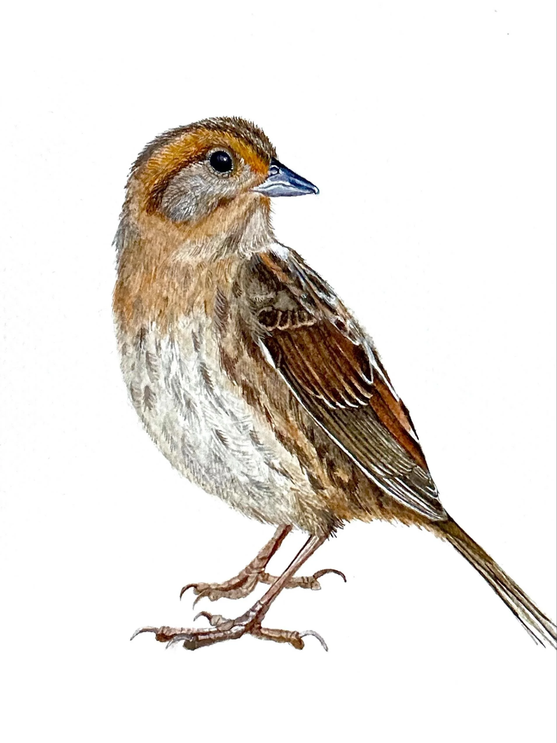 Nelson&rsquo;s Sparrow for my salt marsh series! These little sweeties breed along the coast of Maine, and I was lucky enough to spot one hiding in the marsh grasses earlier this summer! 

#ornithology #birdart #watercolor #art #artist