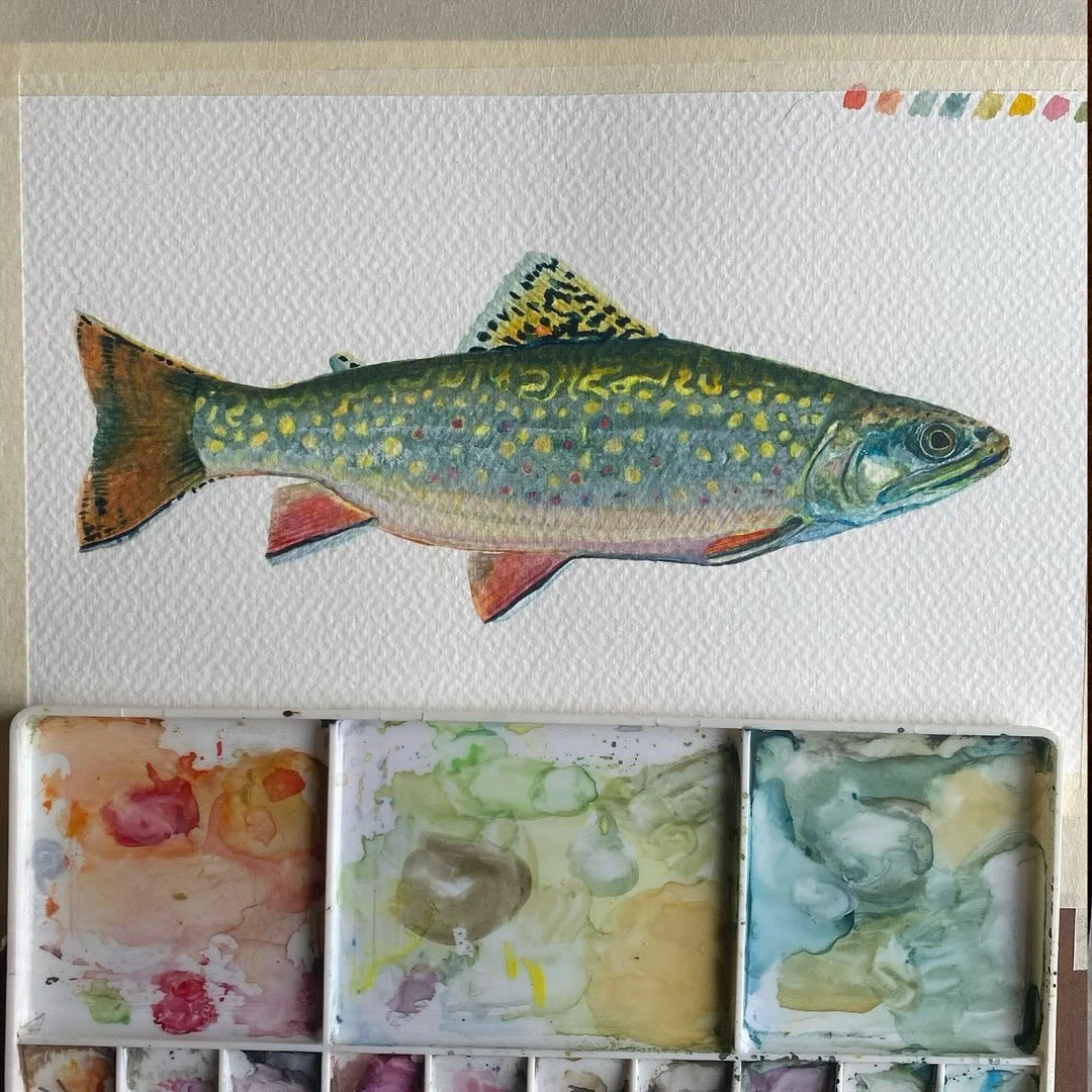 Sea-run brook trout for my salt marsh series! 

#searunbrooktrout #art #watercolor #naturalillustration