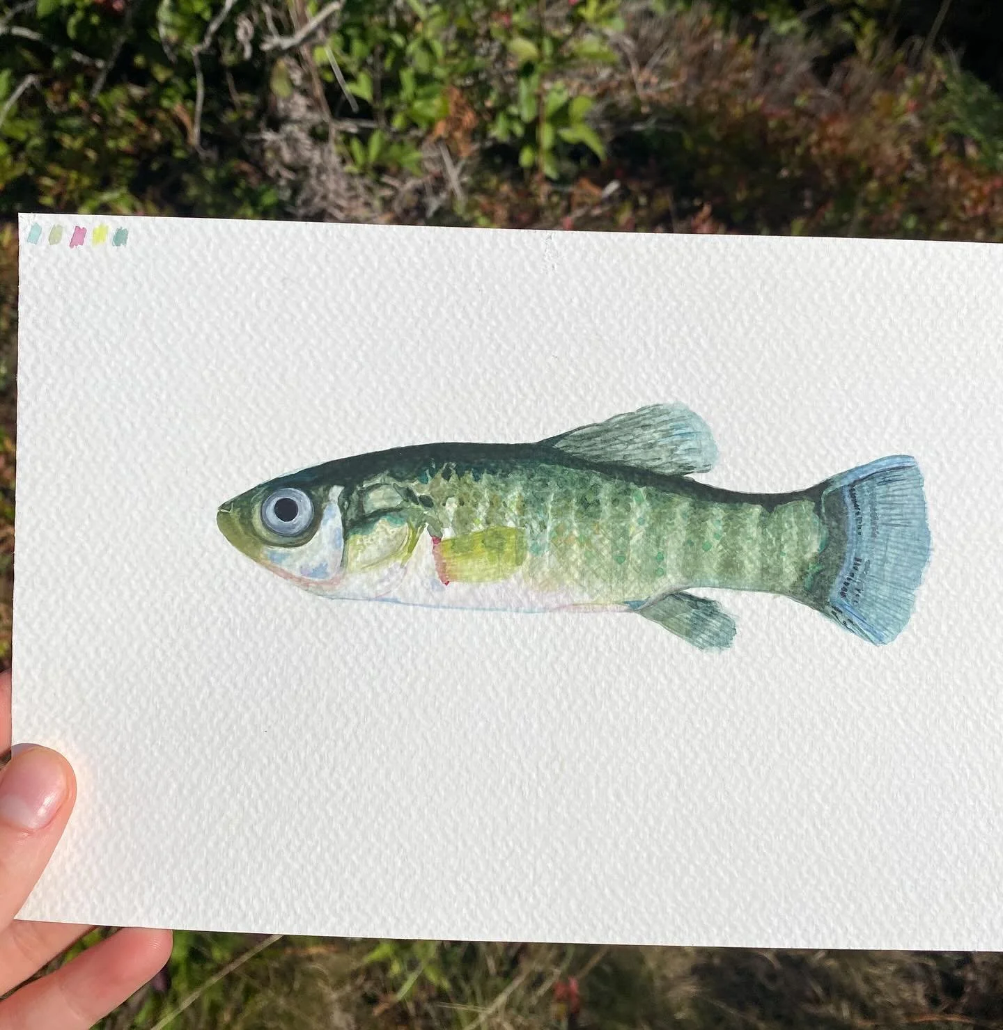 Common mummichog for a salt marsh series I&rsquo;m doing for @downeastsalmon this summer!