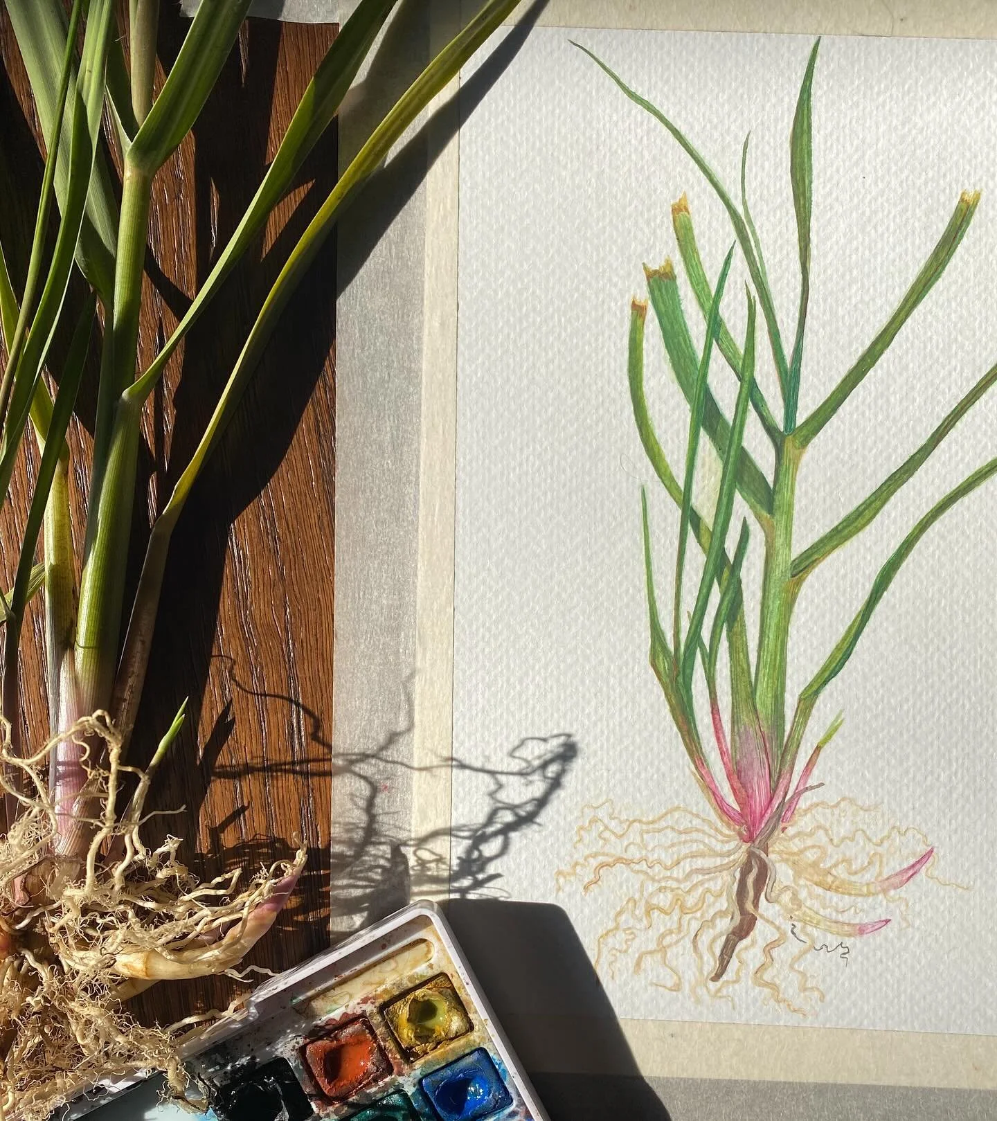 Smooth cordgrass is the first of a salt marsh series of flora and fauna I&rsquo;m working on this summer! Found this little sweetie in the cove yesterday morning. 

#watercolor #watercolourpainting #naturalillustration