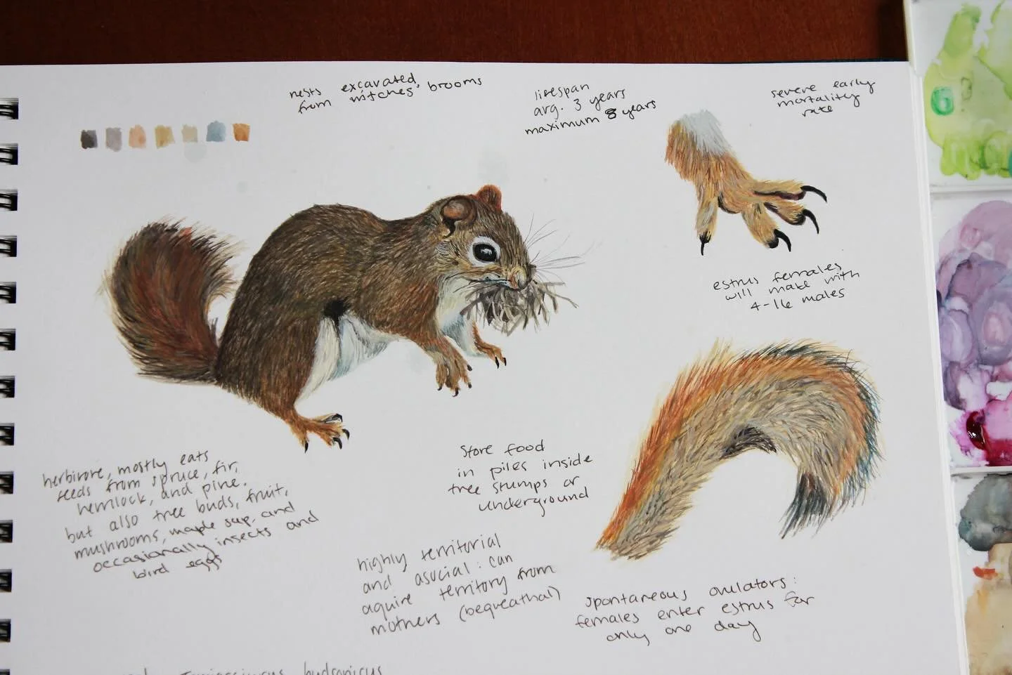 Red squirrel study of a little sweetie I spotted on the wood pile 

#watercolor #watercolorpainting #redsquirrel #redsquirrels