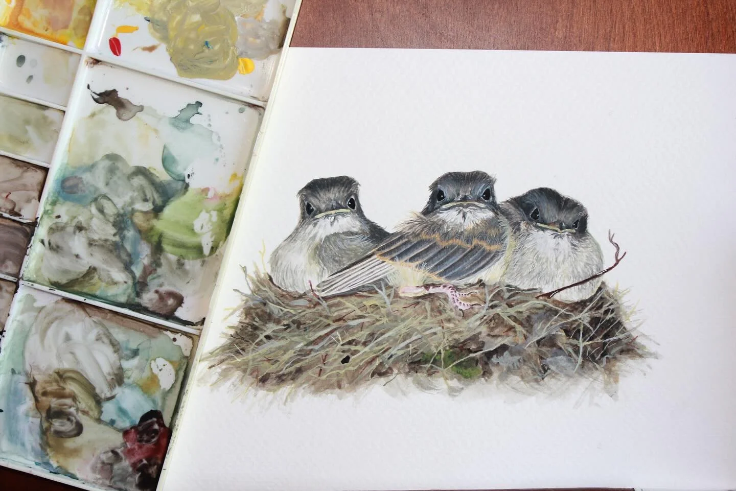 I was so lucky to get a photo of these precocious baby Least flycatchers the day they flew their nest after watching them grow up on my porch over the last three weeks! 

#watercolorartist #watercolourpainting #leastflycatcher #birdart