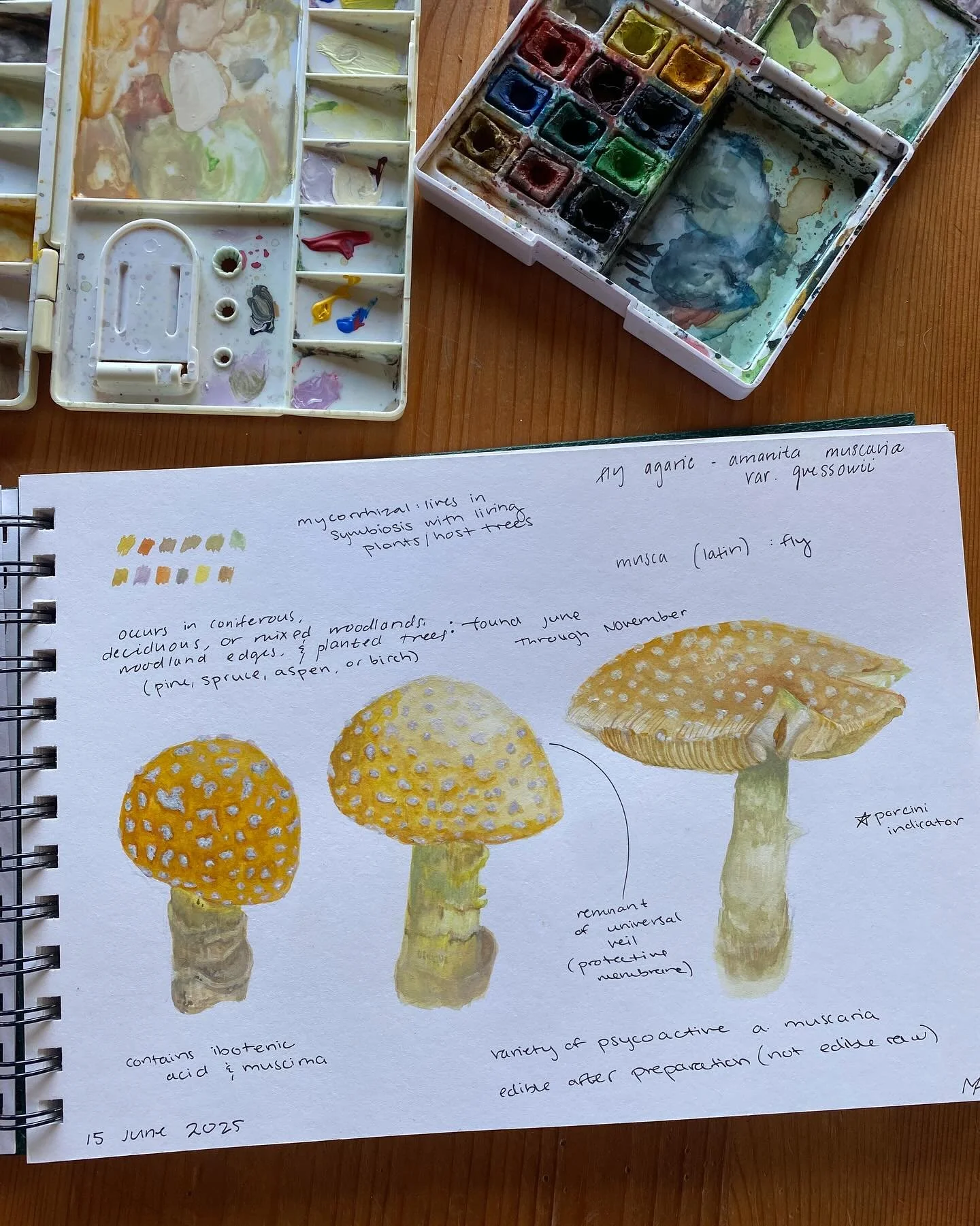 Beautiful Fly Agaric found under a spruce tree that I&rsquo;ve had the pleasure of watching mature over the past week! 

#watercolor #watercolours #flyagaric #artist #artistsofinstagram