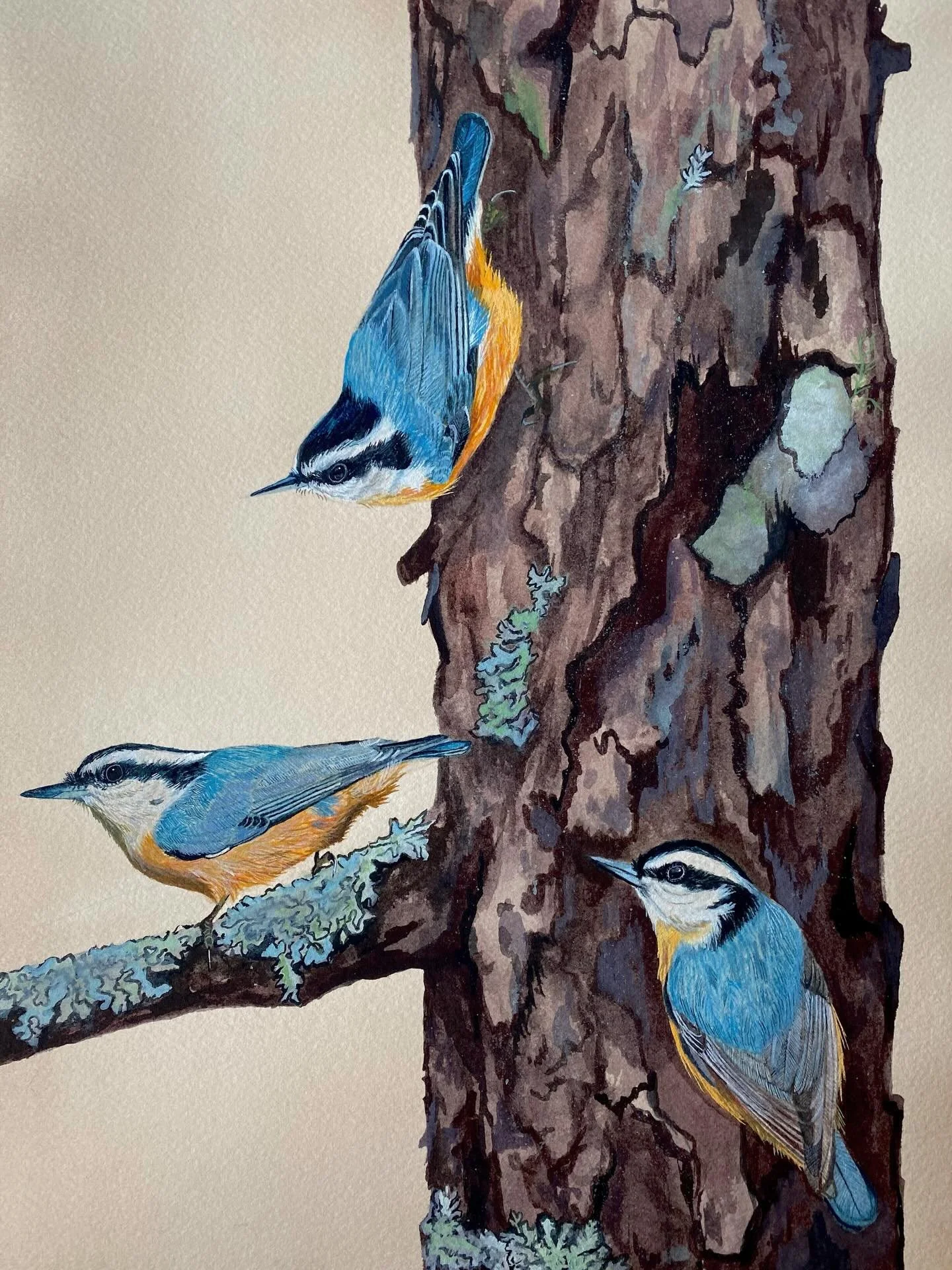 I&rsquo;ve just completed one of my favorite pieces to date of one of my favorite birds! These feisty little red-breasted nuthatches have been chirping away all through the fall.

#nuthatch #redbreastednuthatch #birdart #ornithology #naturalillustrat