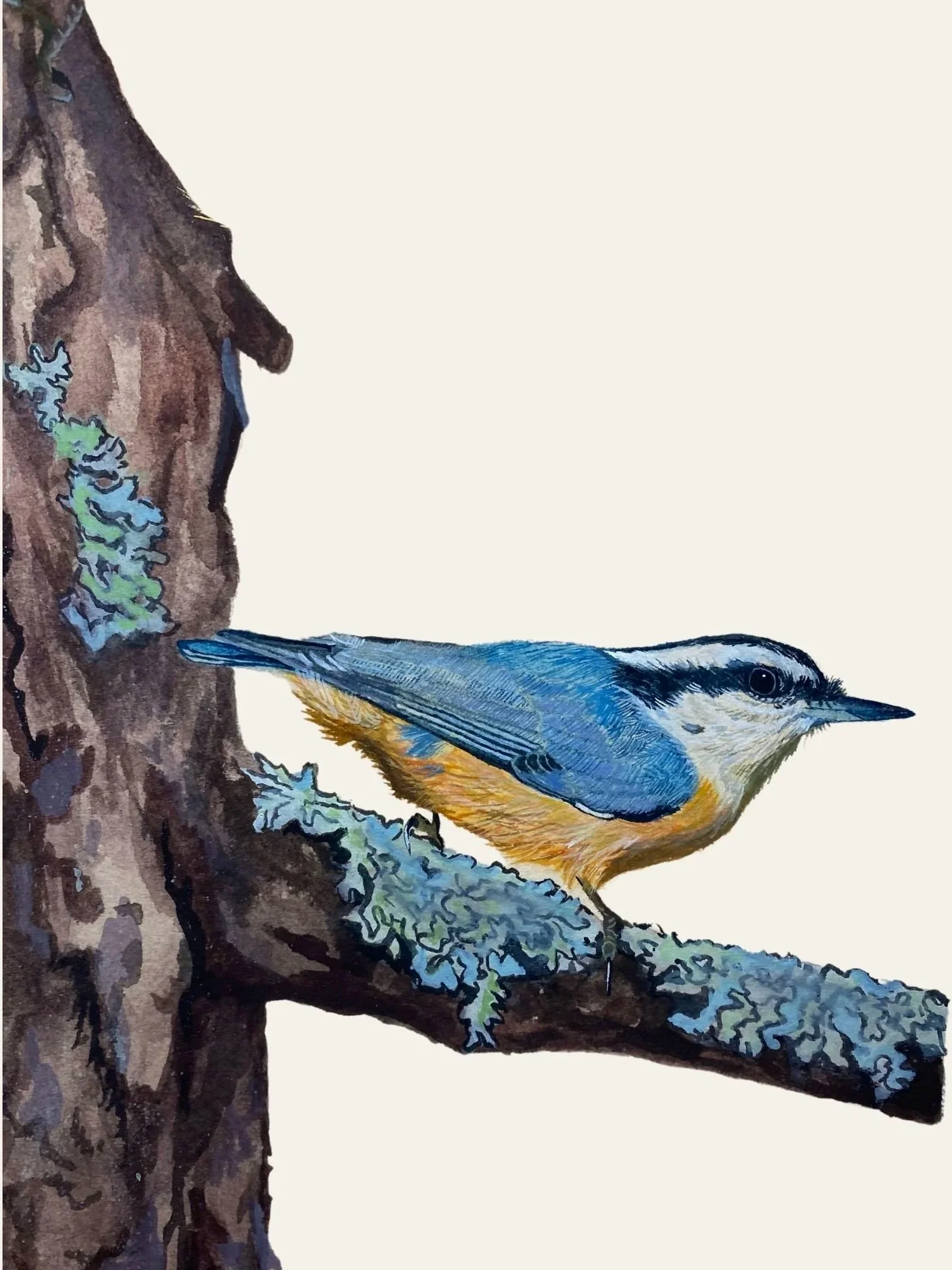 Painting of a redbreasted nuthatch perched on a lichen-covered branch next to a tree trunk.