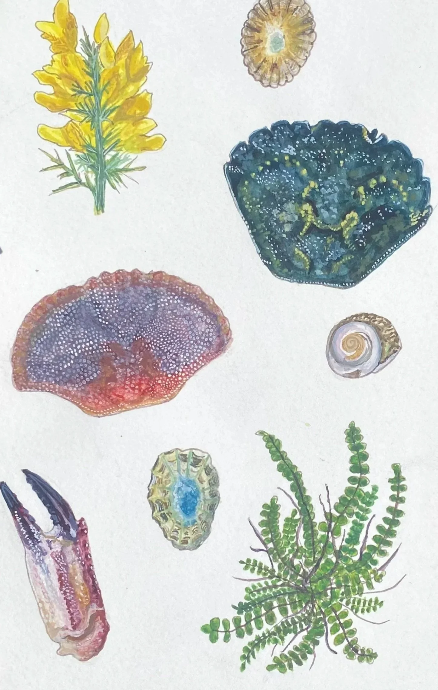 Collection of watercolor illustrations of various seashells, coral, seaweed, and marine life.
