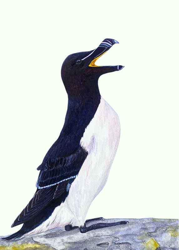 Razorbill