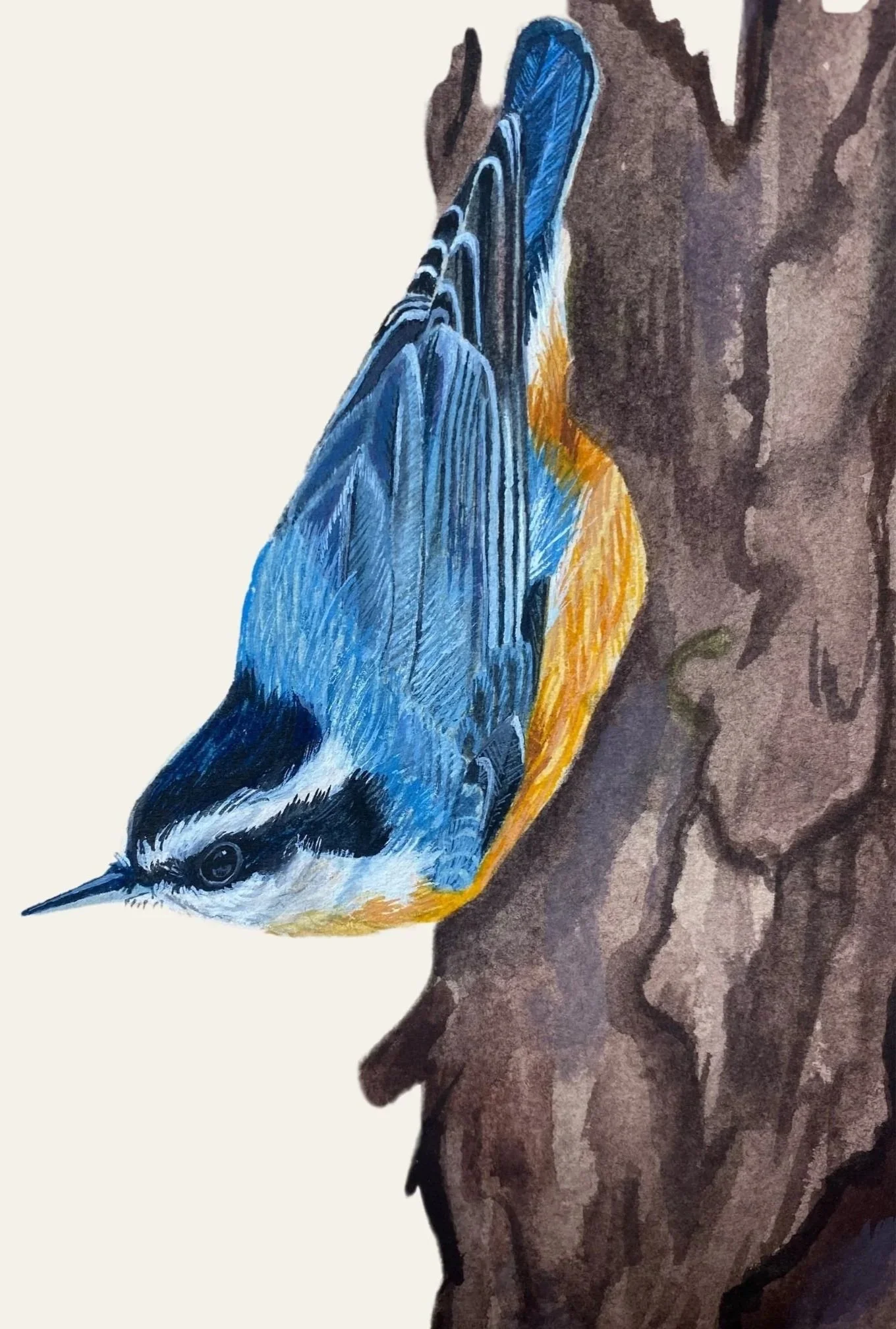 A detailed illustration of a red breasted nuthatch perched on a tree trunk.