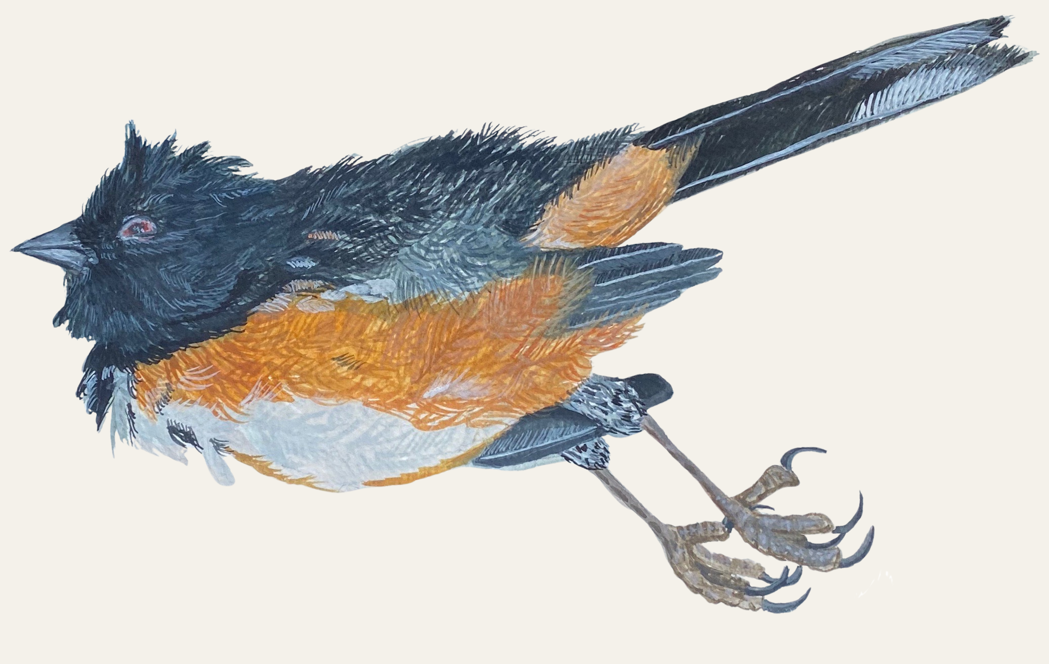 A detailed illustration of a spotted towhee, with black, gray, orange, and white feathers, positioned with its head turned to the side and the legs visible, against a plain background.