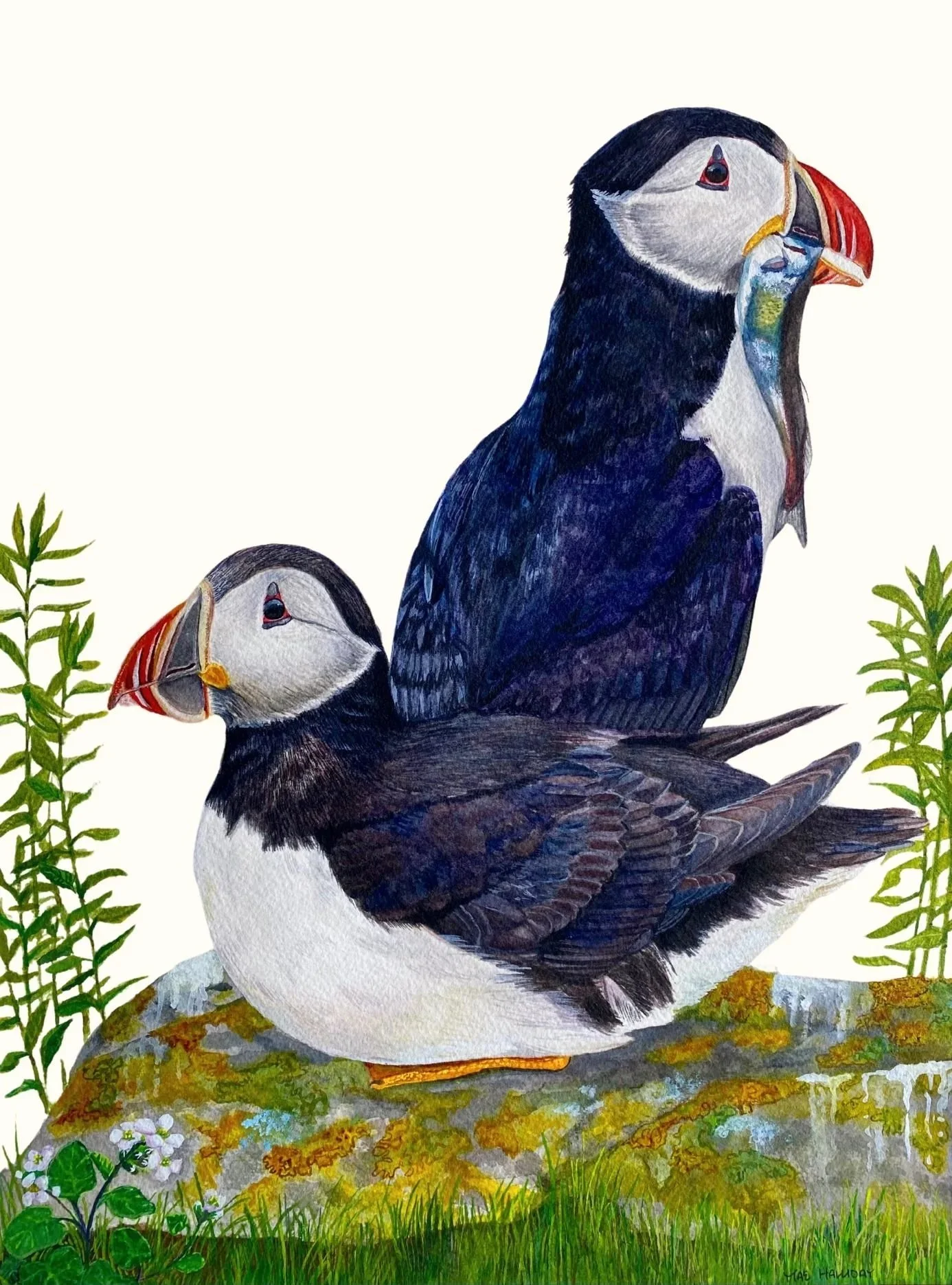 Atlantic Puffins