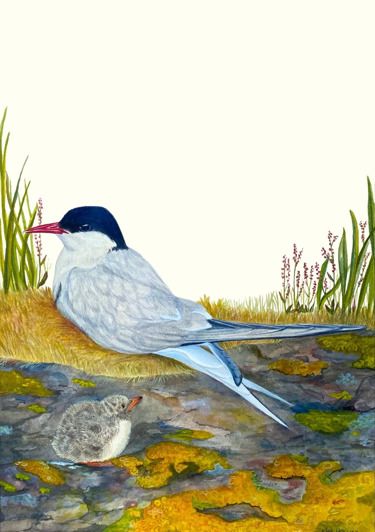 Arctic Tern