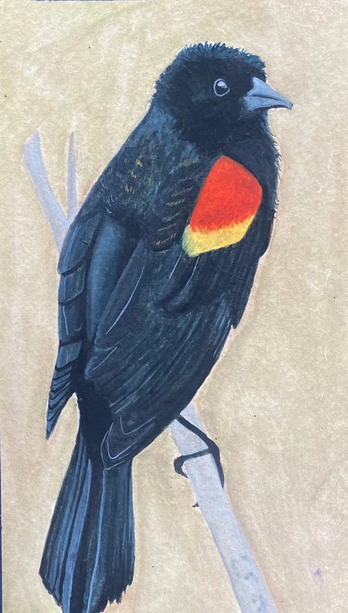 Illustration of a red-winged blackbird.