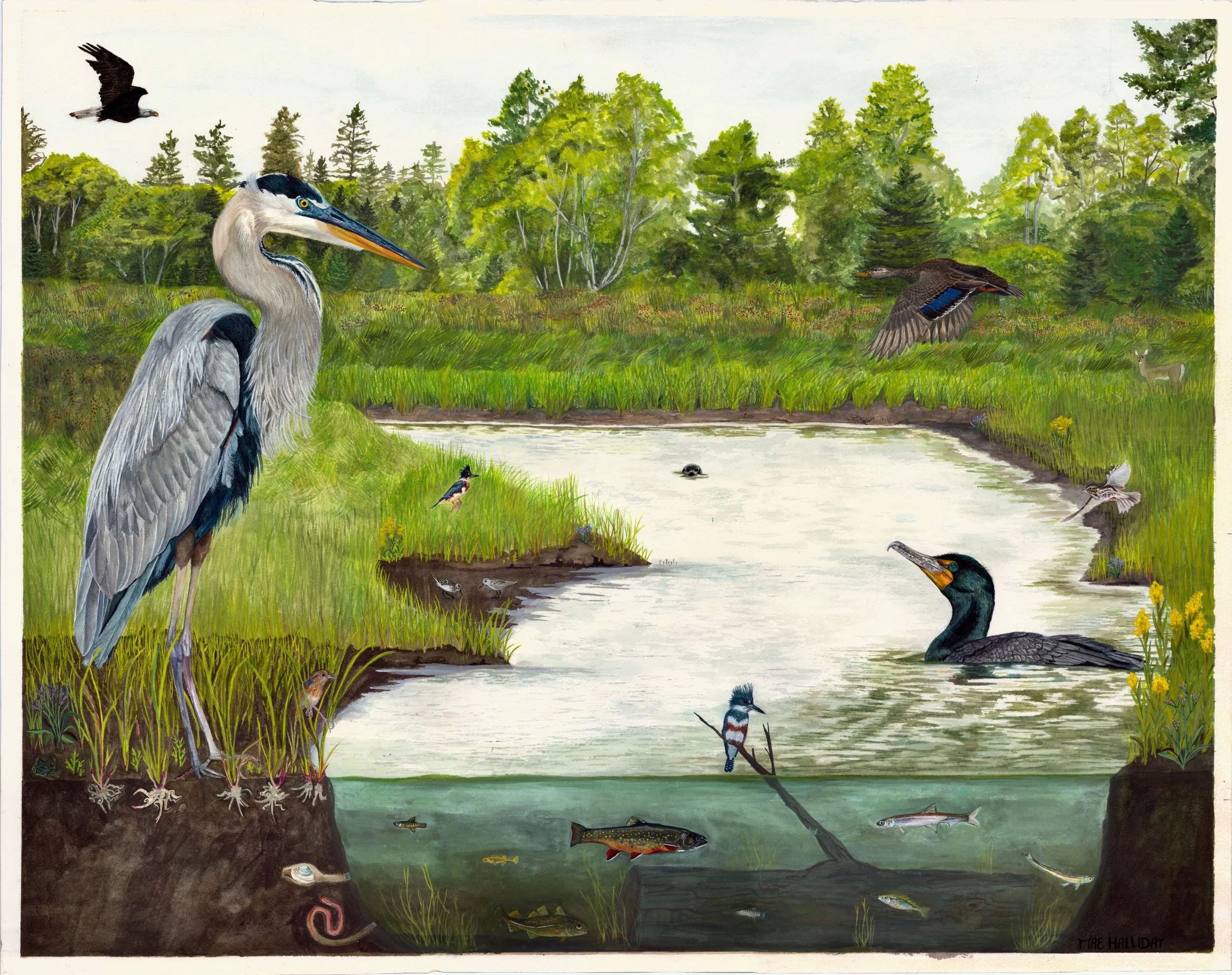 Watercolor painting of a healthy salt marsh on the West Branch of the Pleasant River featuring a forest, bald eagle, black duck, white-tailed deer, great blue heron, harbor seal, kingfishers, savannah sparrow, double-crested cormorant,  and more.
