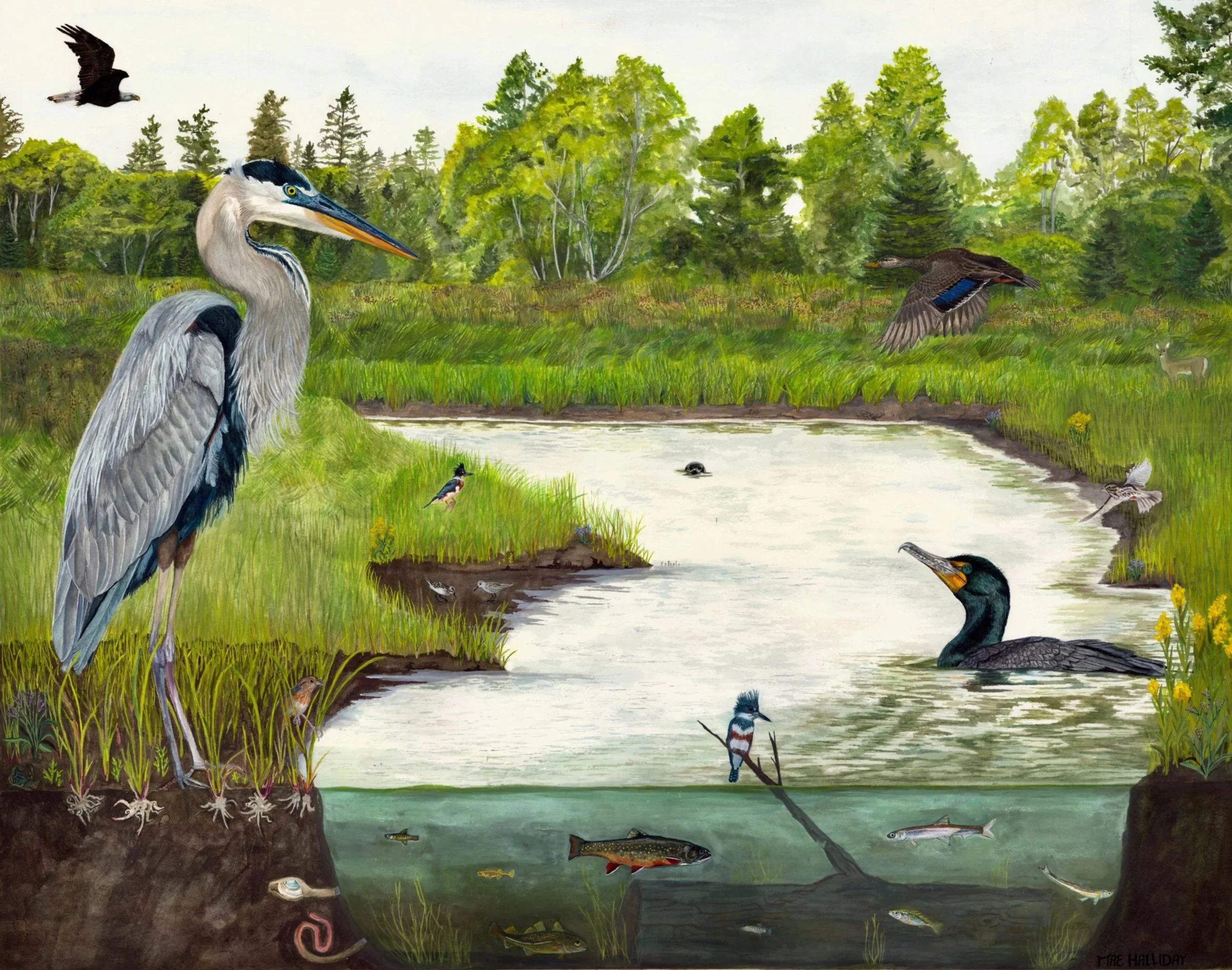 Painting of a salt marsh with a heron standing on a grassy bank, various waterfowl flying and swimming, and fish swimming in the water, with trees and greenery in the background.