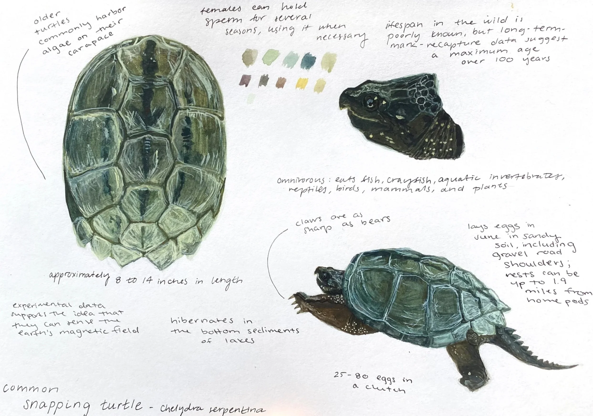 A detailed artistic illustration of a snapping turtle, including notes about its features and characteristics. The turtle's shell is highlighted with measurements of 8 to 14 inches in length, and handwritten notes mention its habitat, diet, claws, and egg-laying habits. A color palette and some descriptive text are also present.