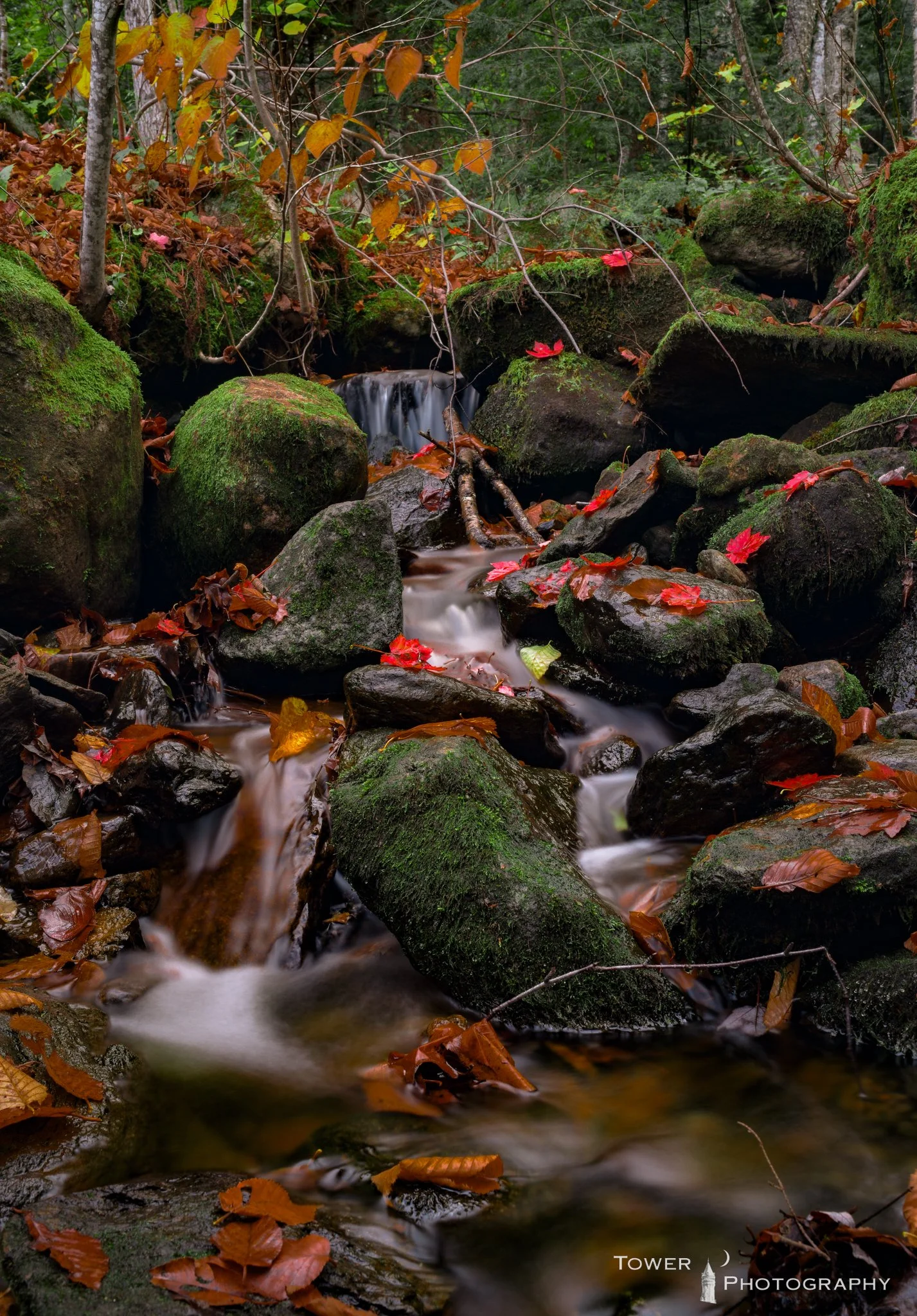A small stream flowing through a forest with moss-covered rocks, fallen autumn leaves, and small branches, with trees in the background.