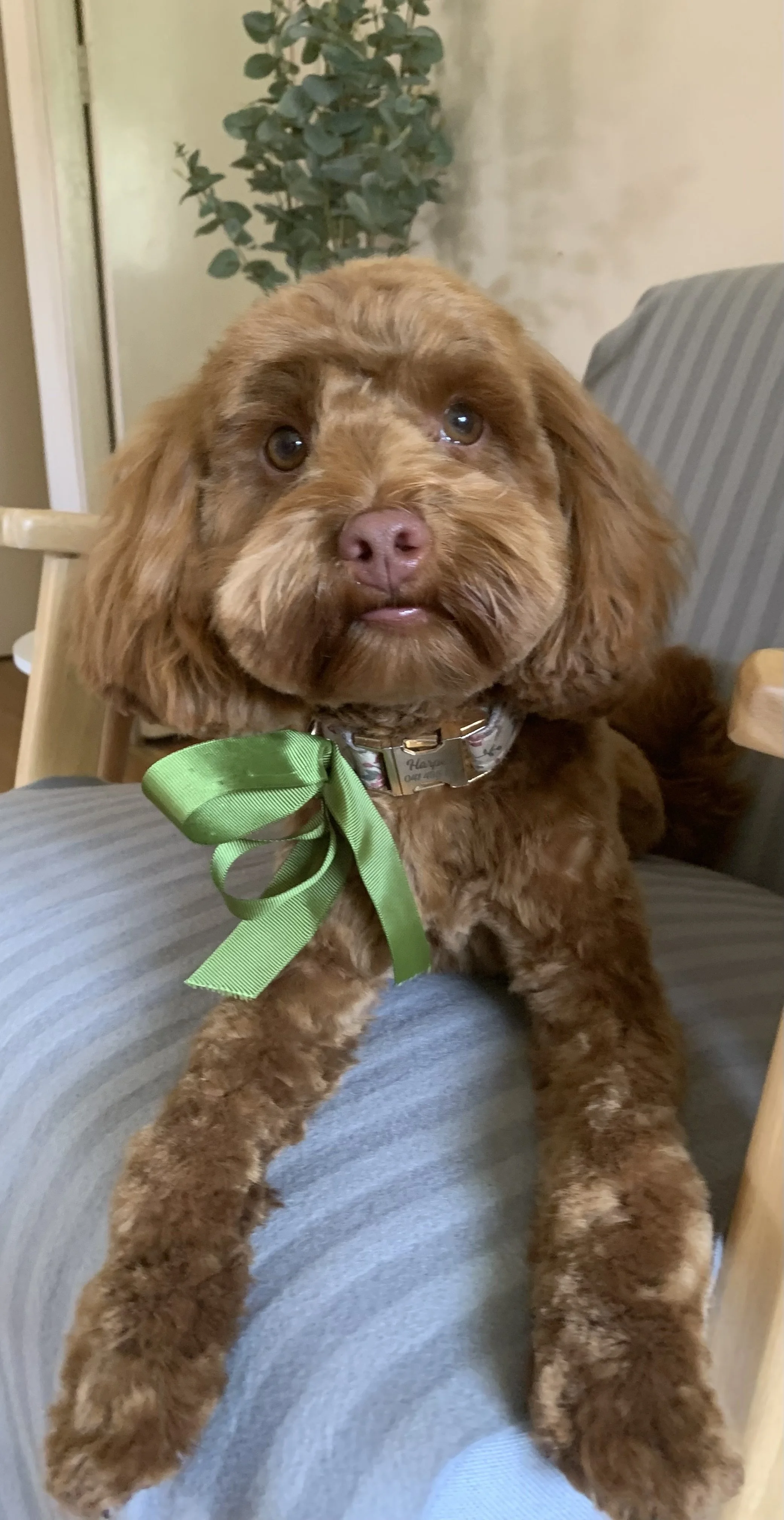 A brown puppy with floppy ears and a pink nose sitting on a person's lap, wearing a silver collar with a green bow.