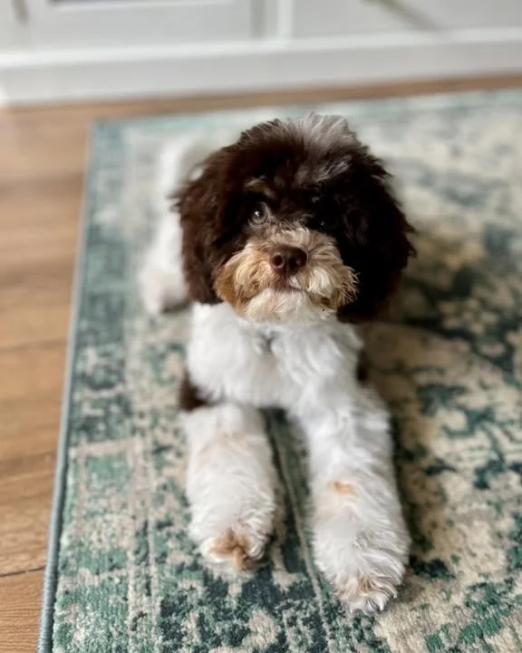 Cute tri coloured puppy with review.