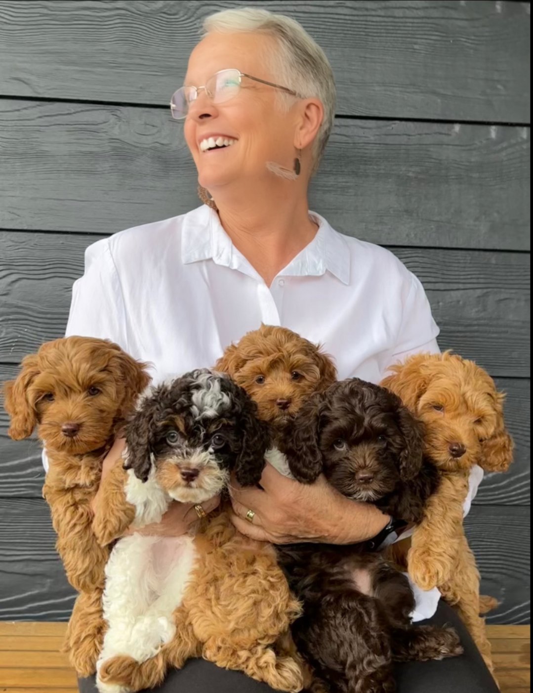 Ann from Wishbone creek Theodores and Cavoodles holding an armful of cute puppies
