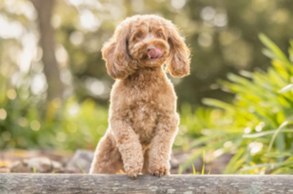 A cute red theodore puppy outdoors. Meet Molly, the dog that started it all.