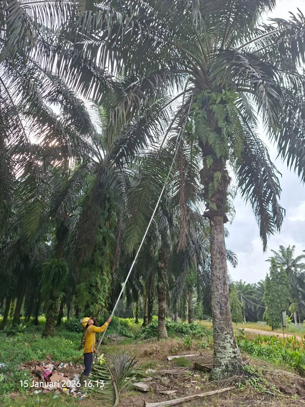 A person in a yellow jacket and hat is using a long pole to harvest or clean tall coconut palm trees in a tropical orchard with lush green vegetation.