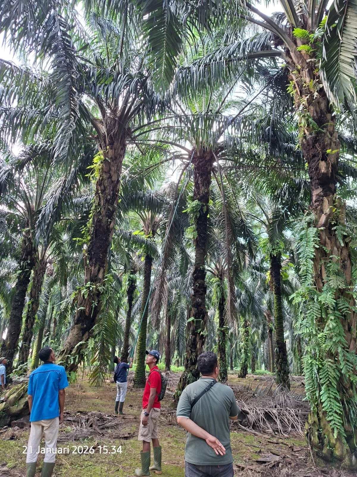 People exploring a palm oil plantation, examining the tall, dense palm trees overlooking ground with scattered dry leaves and greenery.