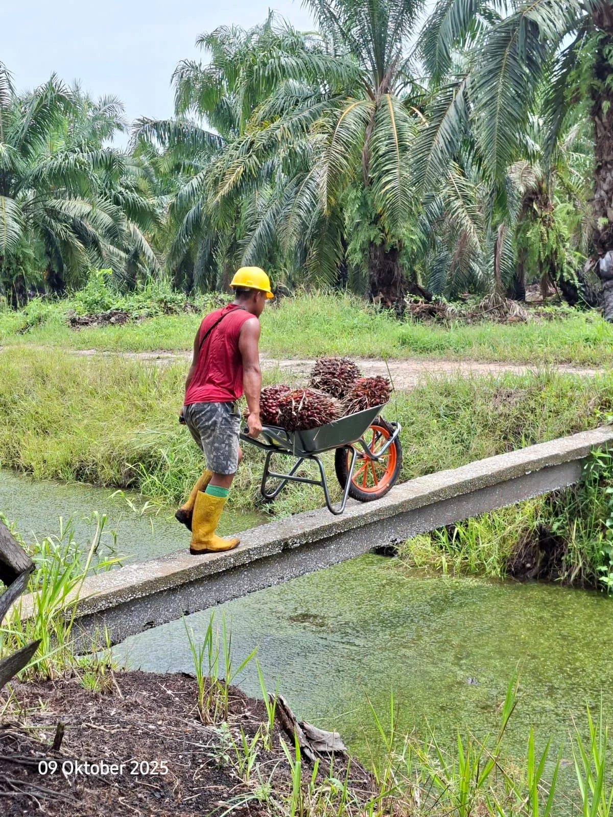 A man wearing a yellow helmet and yellow rain boots pushes a wheelbarrow loaded with palm fruits across a narrow concrete bridge over a waterway in a lush, tropical palm plantation.