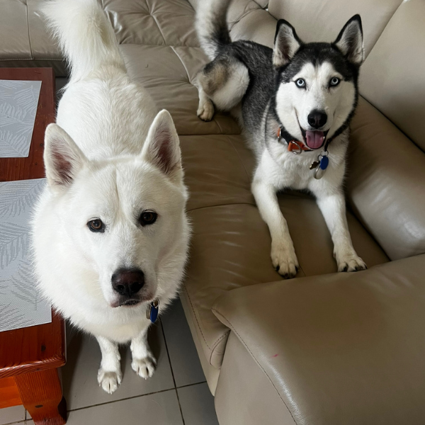 Two dogs, a white husky and a black and white Siberian husky, sitting on a beige leather couch indoors.