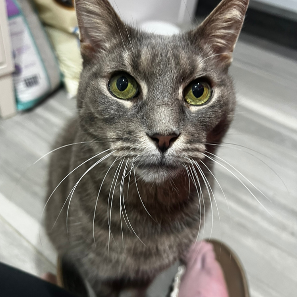 Close-up of a gray tabby cat with green eyes, sitting indoors on a light-colored wood floor.