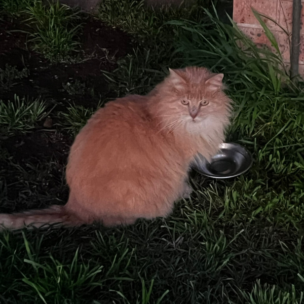 An orange long-haired cat sitting on grass next to a small black dish.