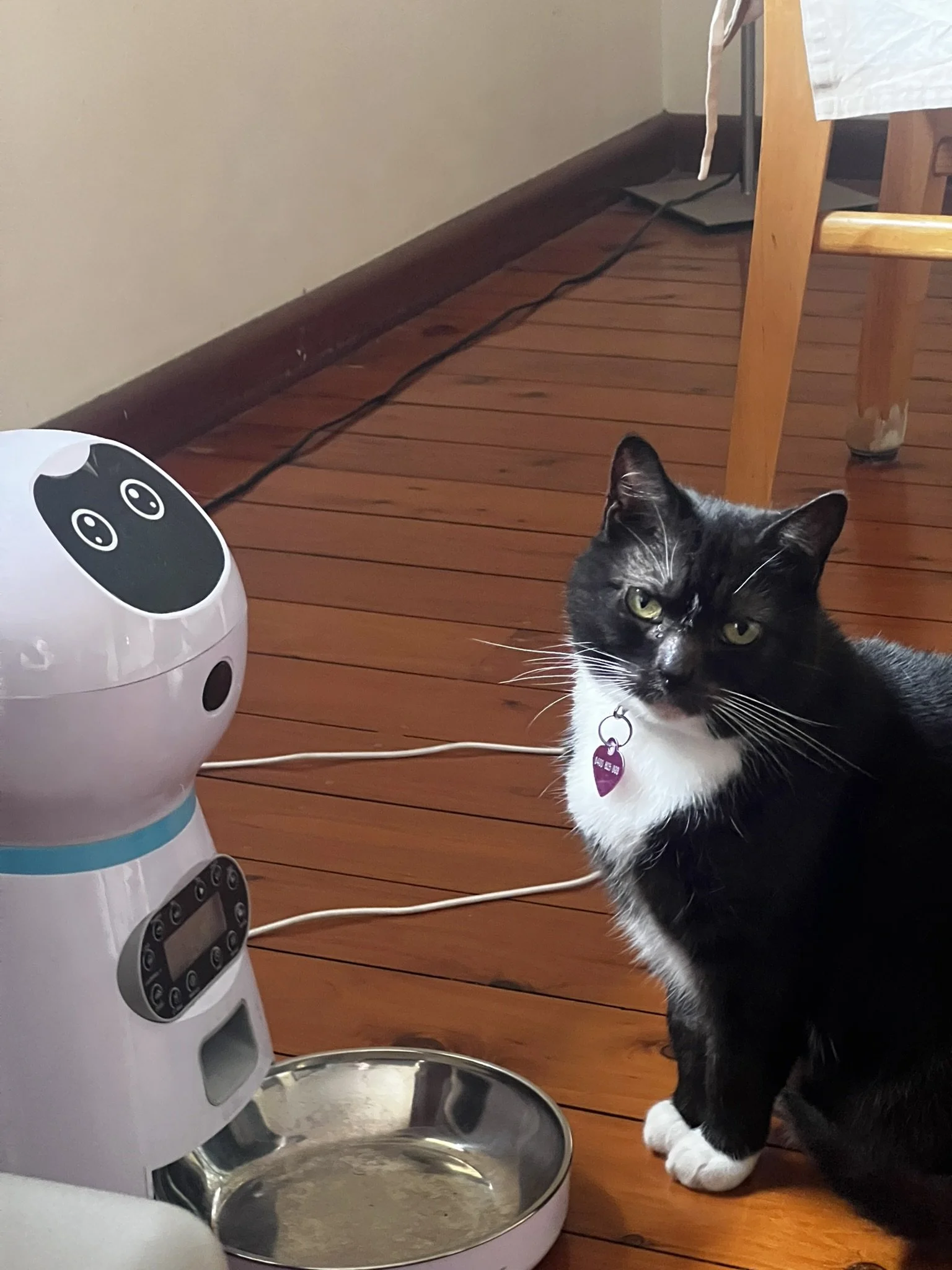 A black and white cat sitting on wooden floor next to a white pet robot with a stainless steel bowl in front of it.