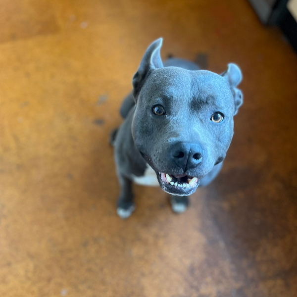 Happy gray dog with a black nose and perky ears sitting on a wooden floor, looking up at the camera.