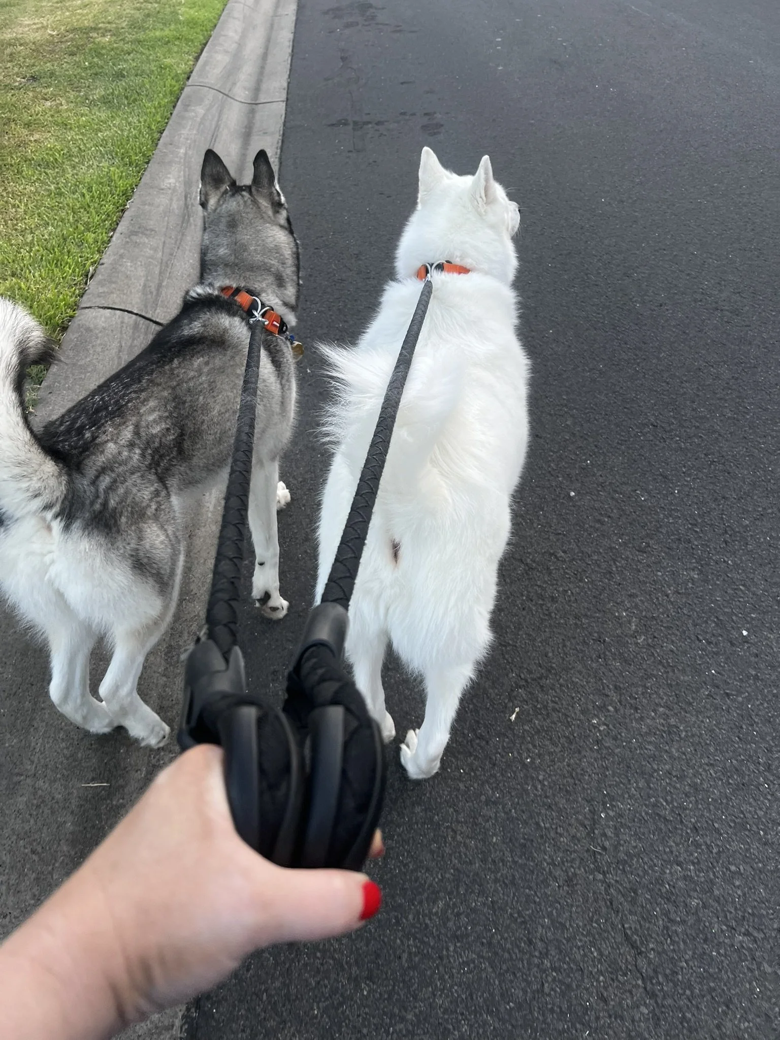 Person walking two dogs on leashes, one husky mix and one white dog, on a paved sidewalk beside a grassy area.